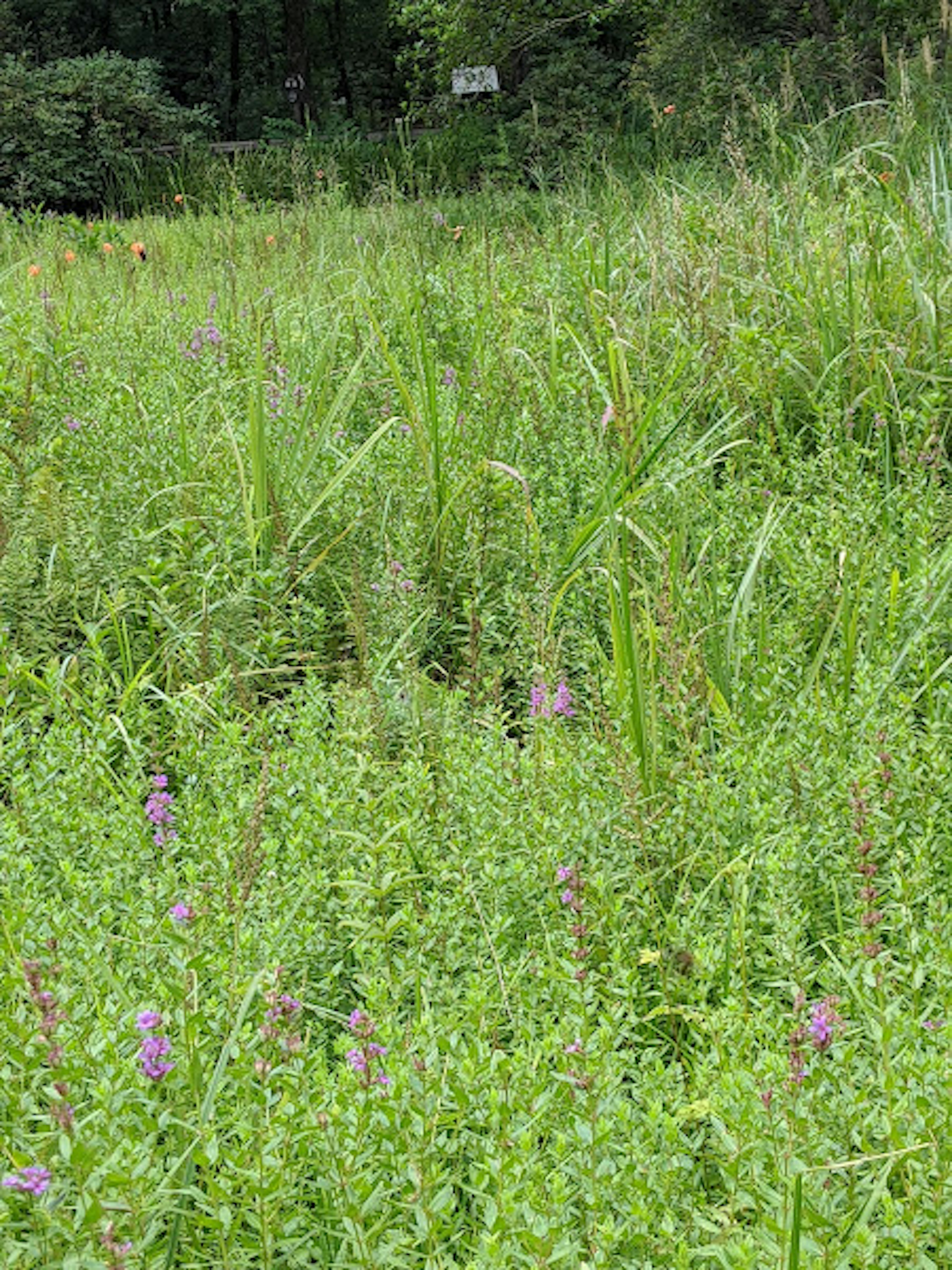 Prato verdeggiante con fiori viola sparsi e erba alta