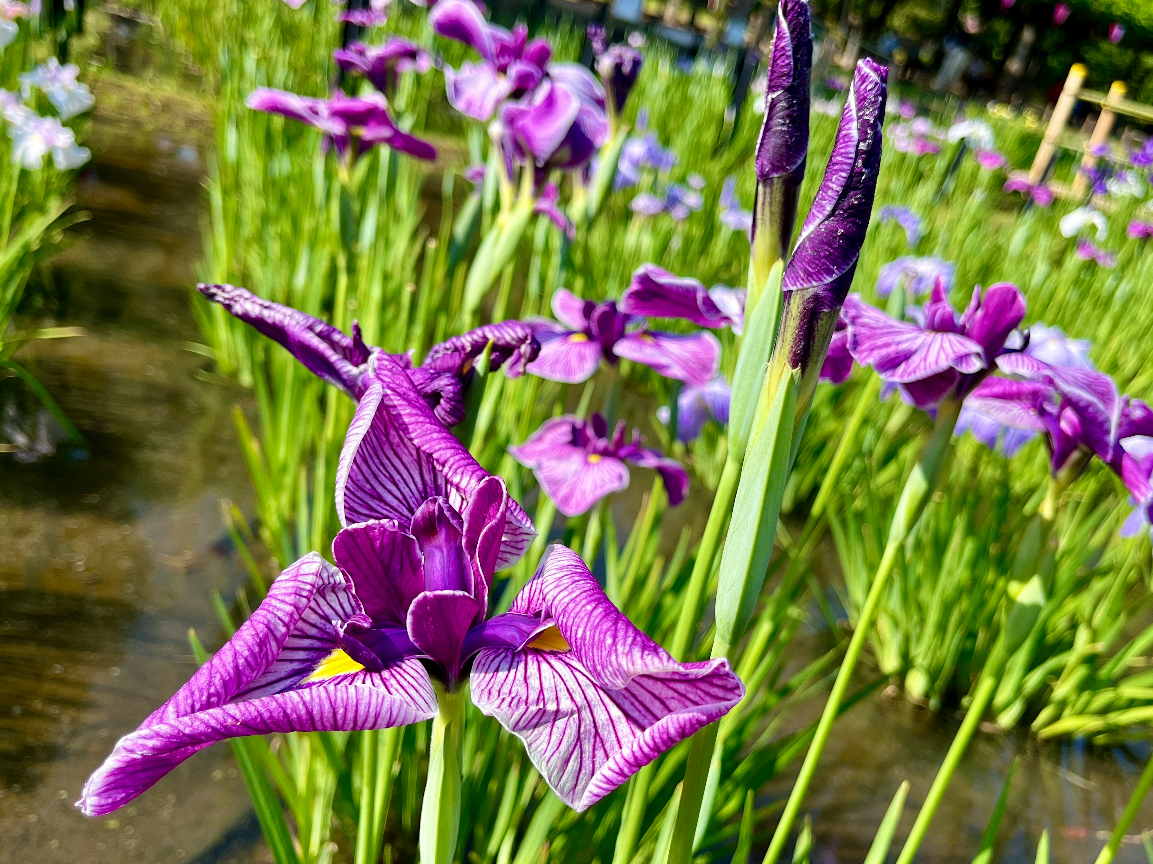 紫色の花が咲くアイリスの群生が水辺に広がる風景