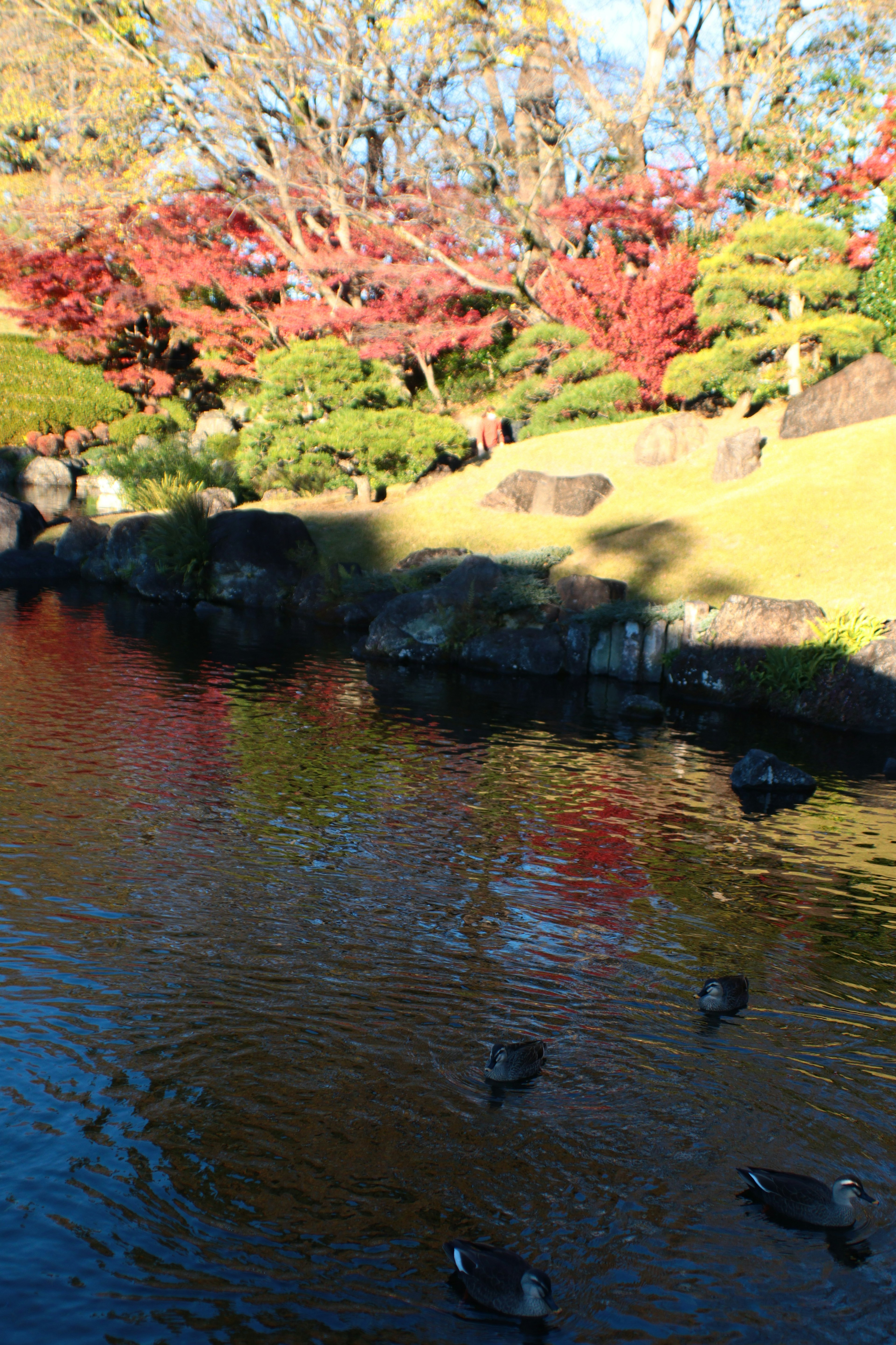 Ruhiger Teich mit Enten und lebhaftem Herbstlaub