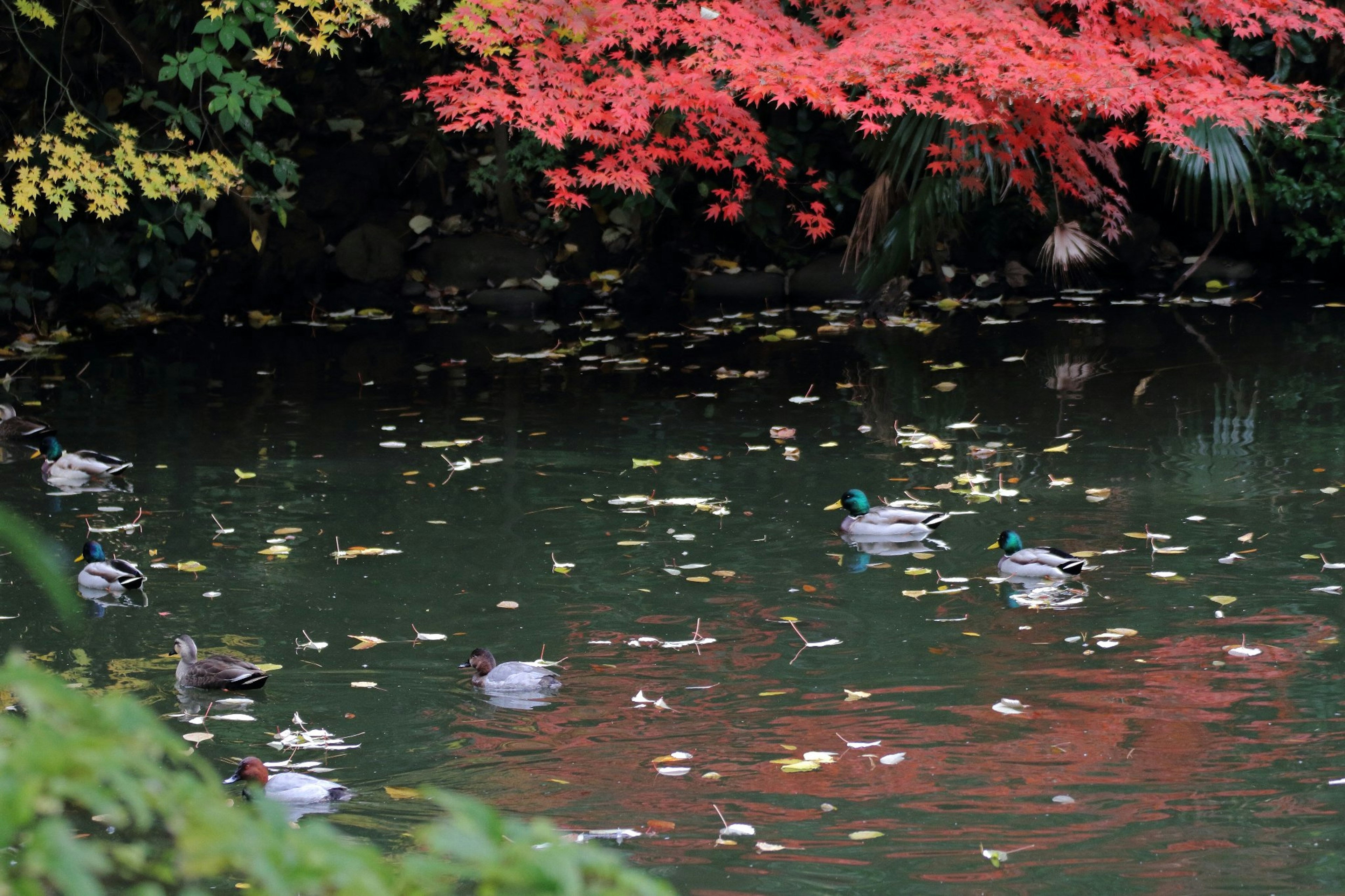 Ducks swimming in a pond surrounded by vibrant autumn foliage