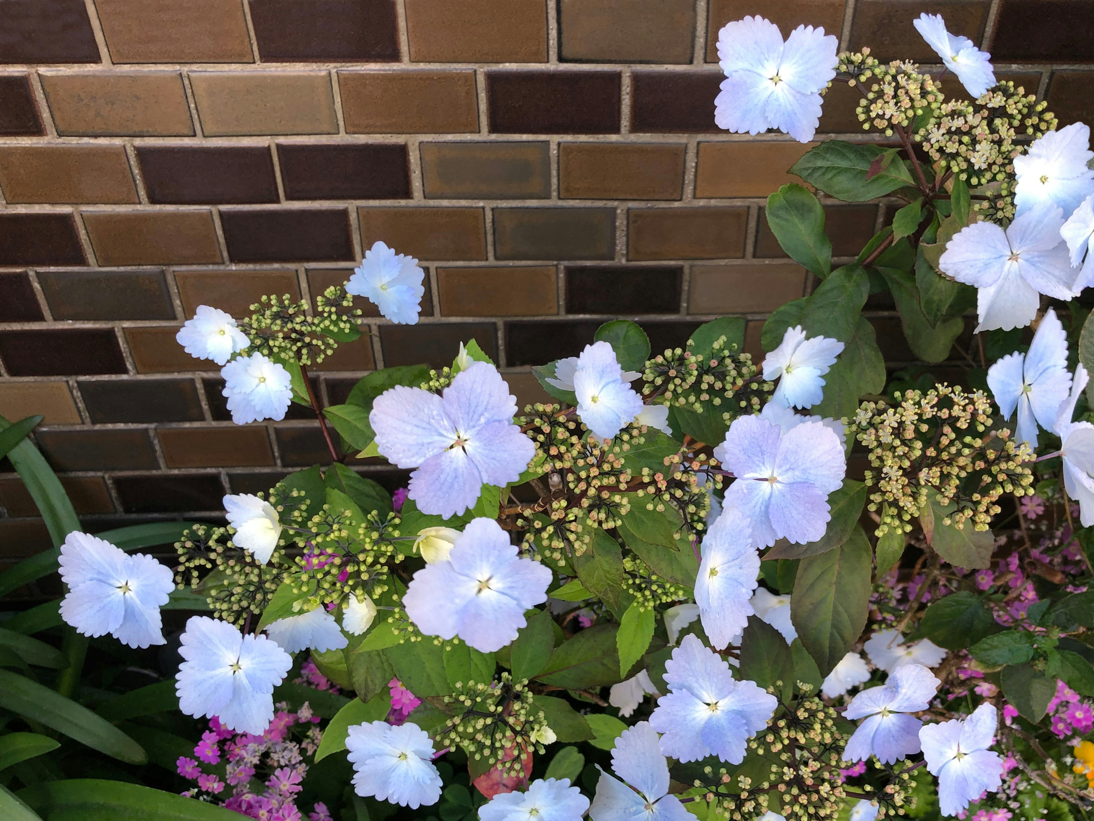 Primer plano de flores azules con hojas verdes contra un fondo de azulejos marrones