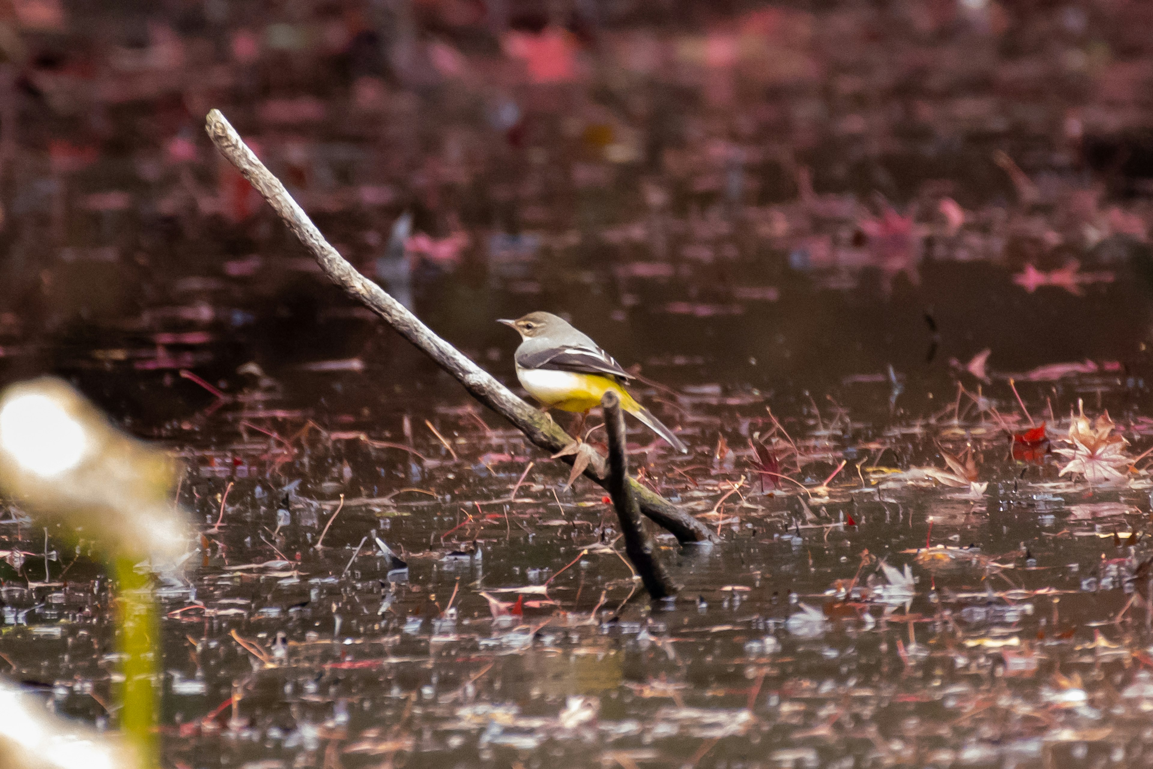 Un piccolo uccello appollaiato su un ramo vicino all'acqua con petali galleggianti sulla superficie