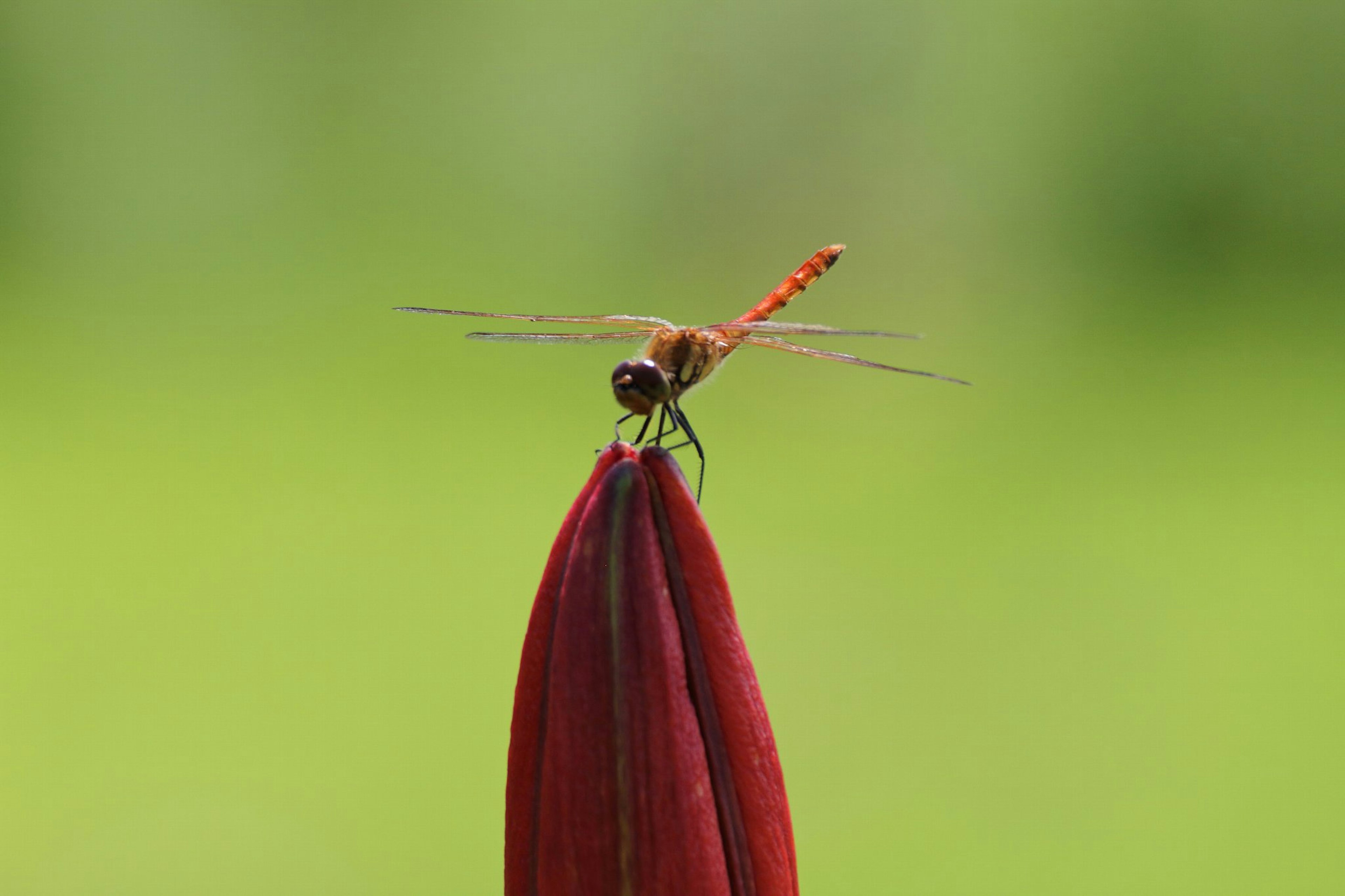 Close-up capung bertengger di ujung bunga merah