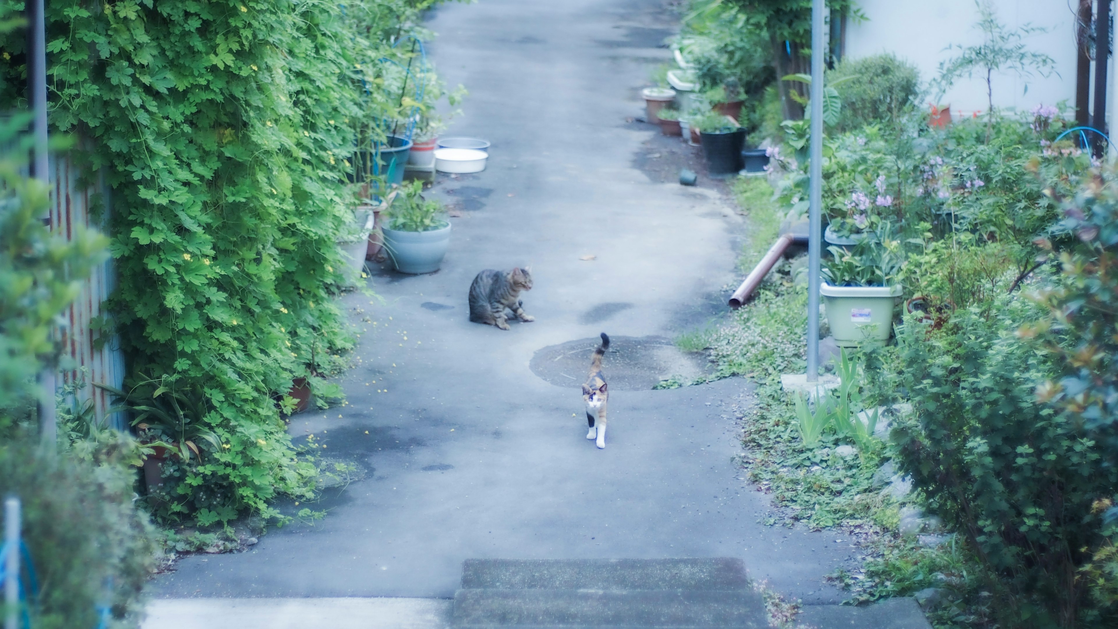 Eine Katze, die sich einem Hund auf einem Gartenweg nähert