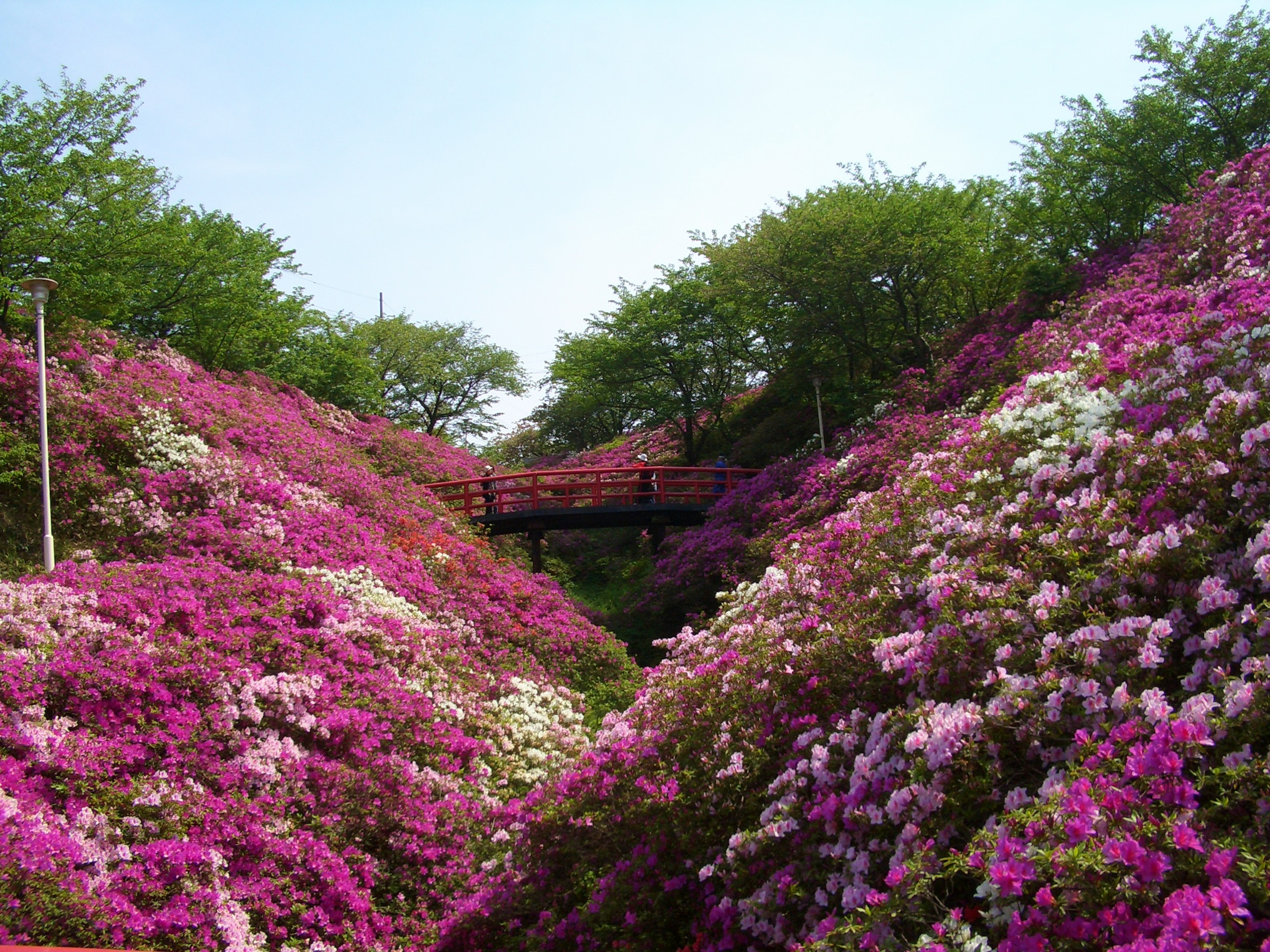 Azalées vibrantes en pleine floraison avec un pont visible dans un beau jardin