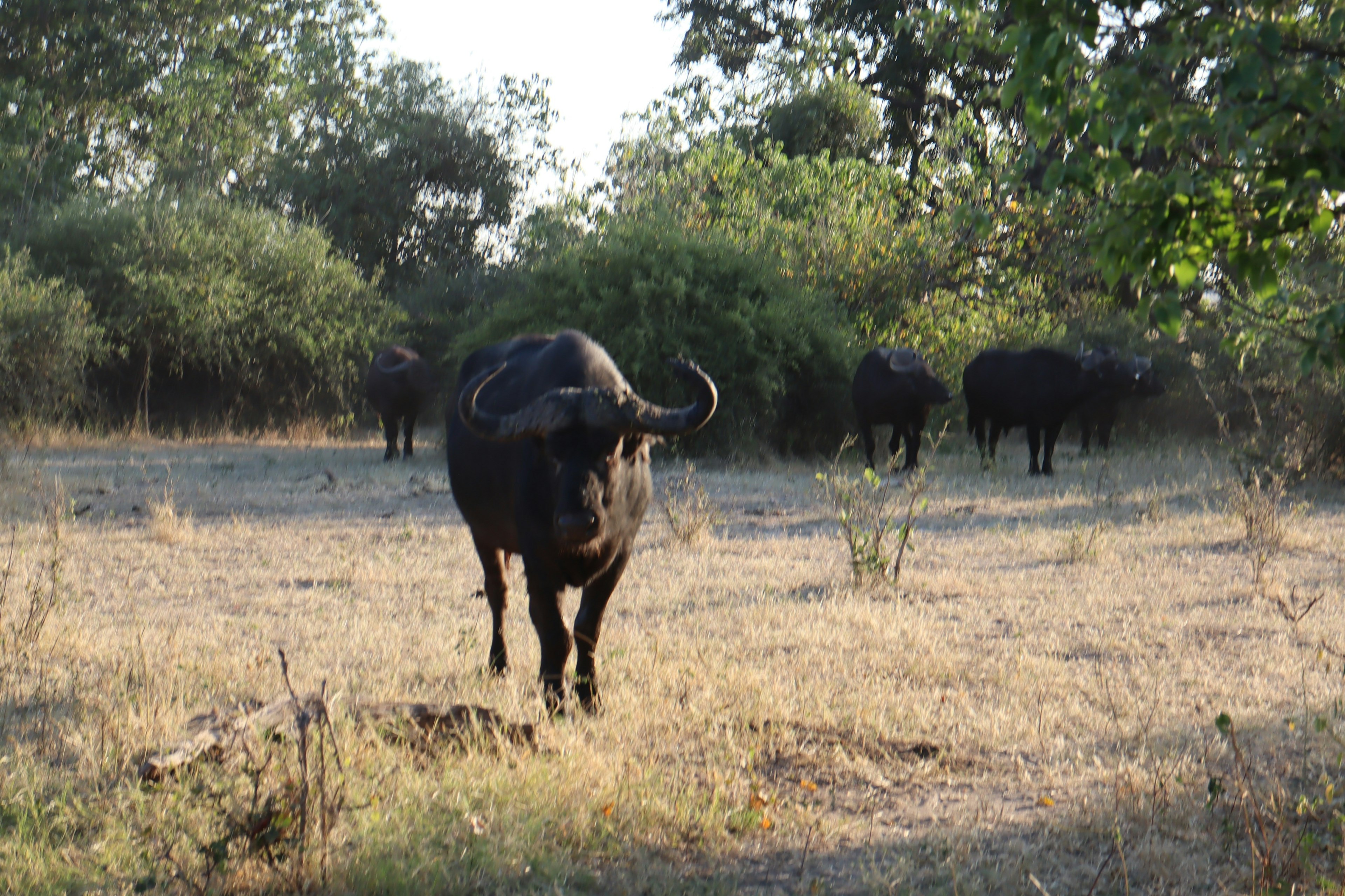 A buffalo standing in the foreground with a herd of buffaloes in the background on a grassy field