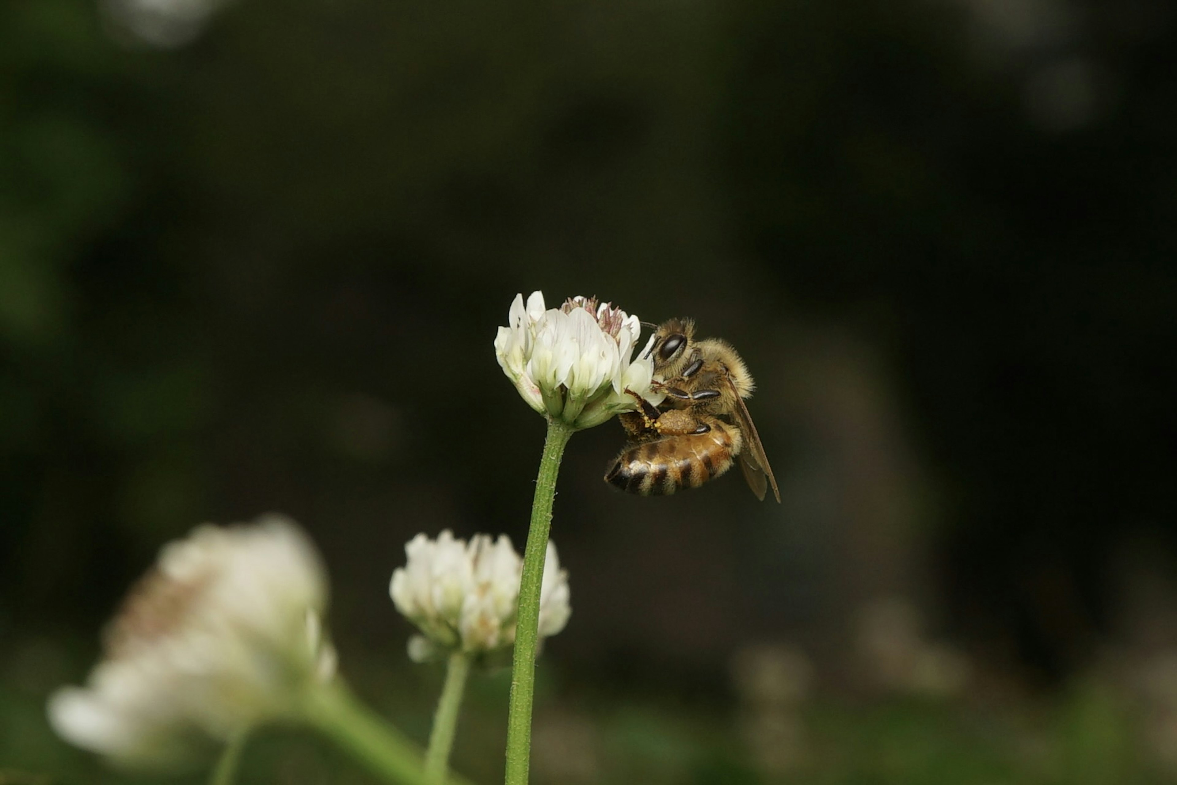 Primer plano de una abeja en una flor