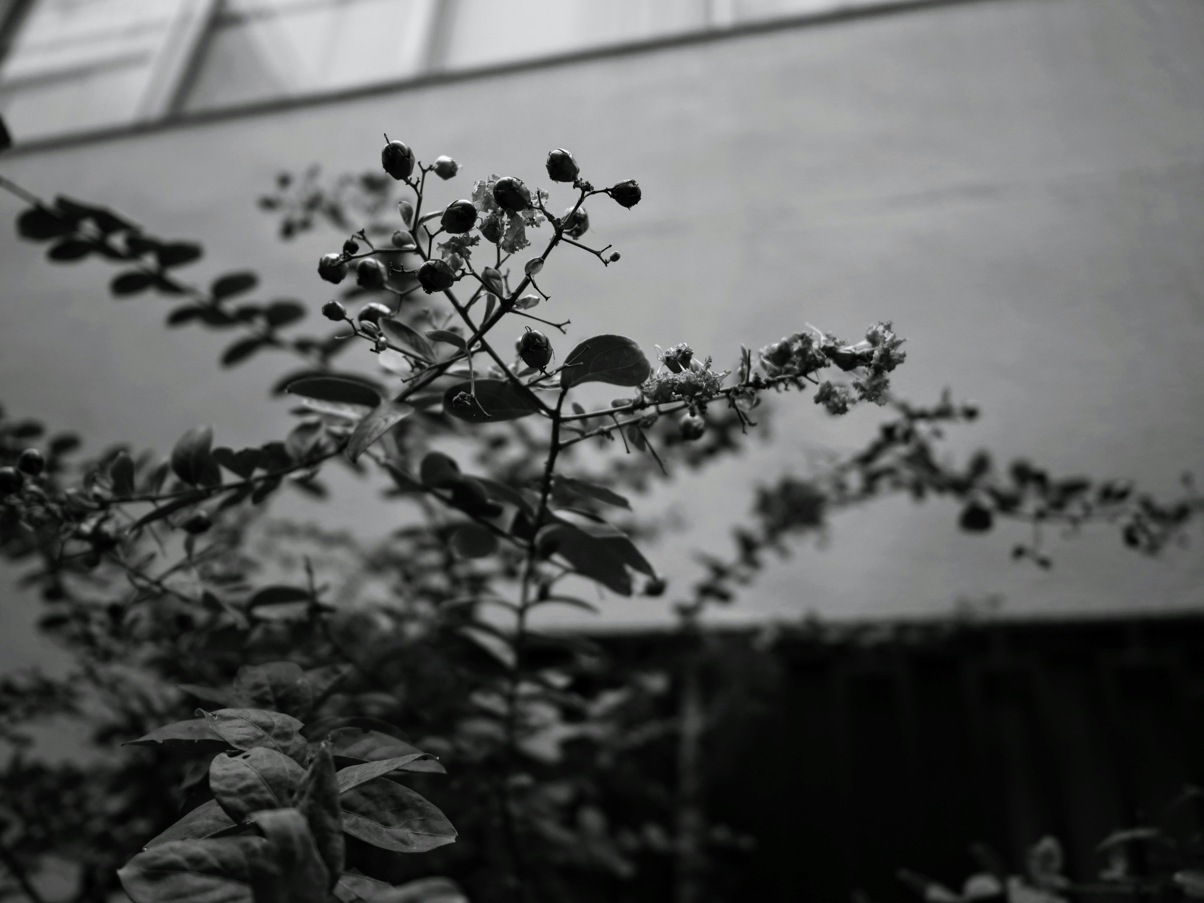 Photo en noir et blanc de plantes avec des feuilles et des baies