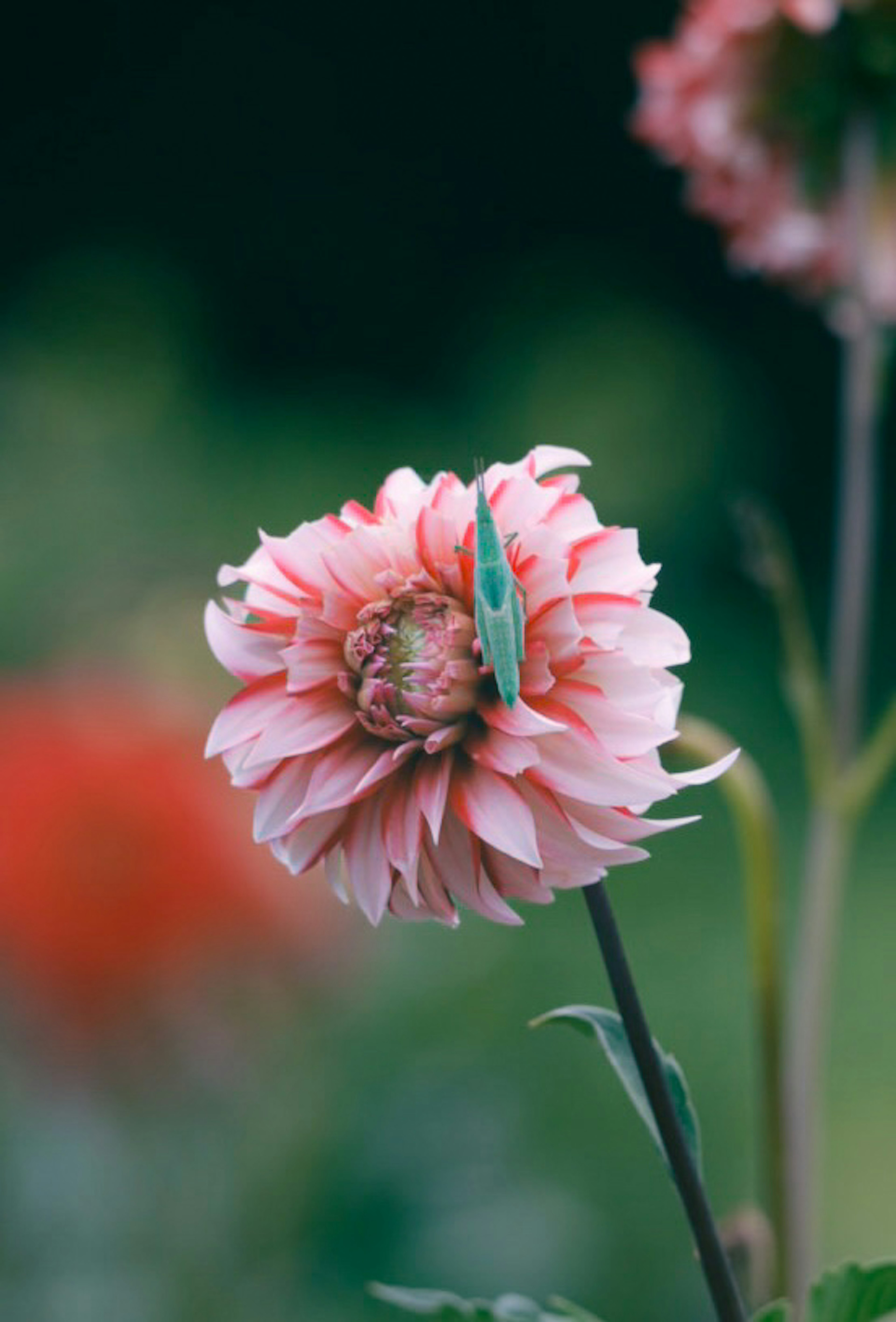 ピンクの花が緑の背景に立っている