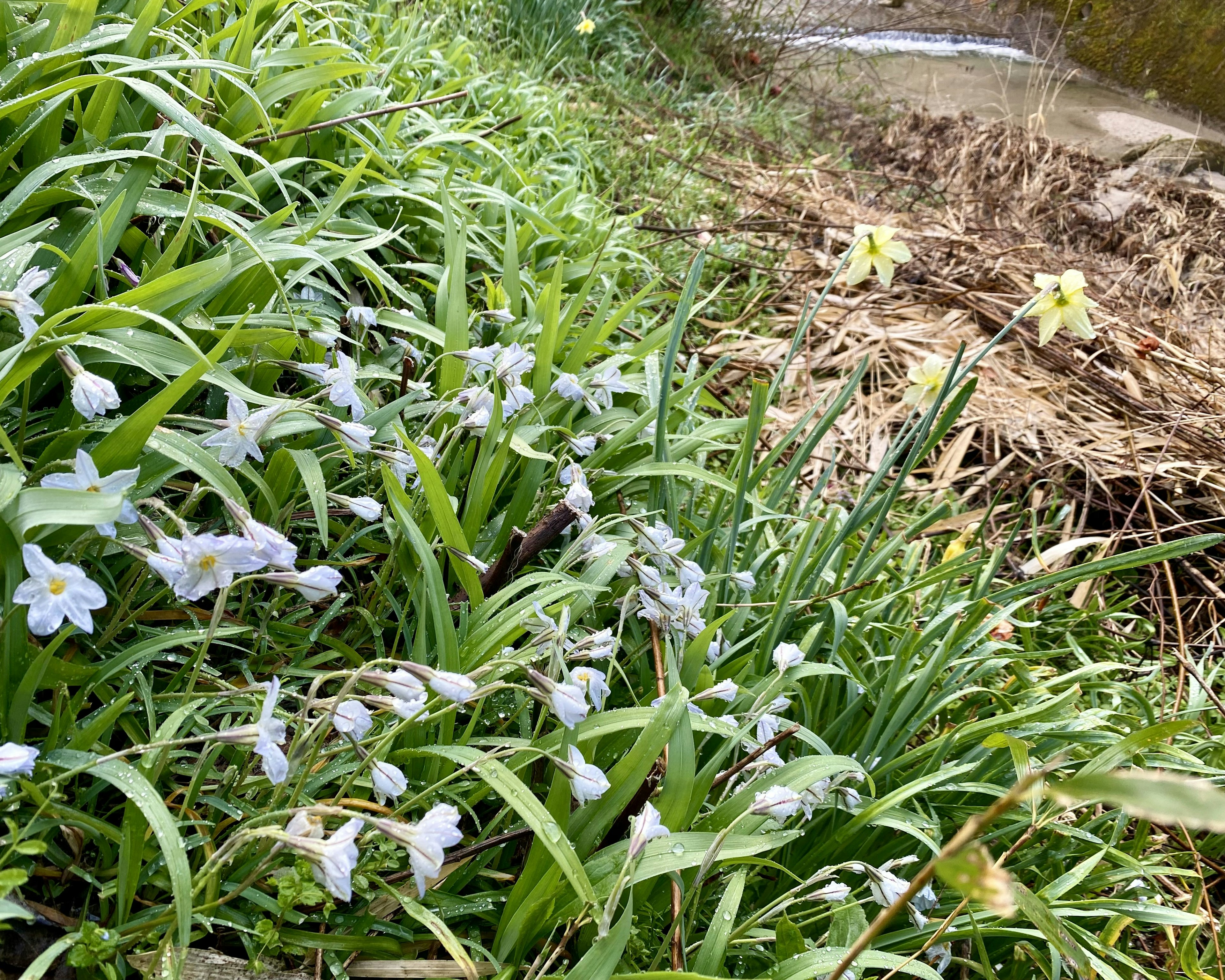 白い花が咲く緑の草と小川の風景