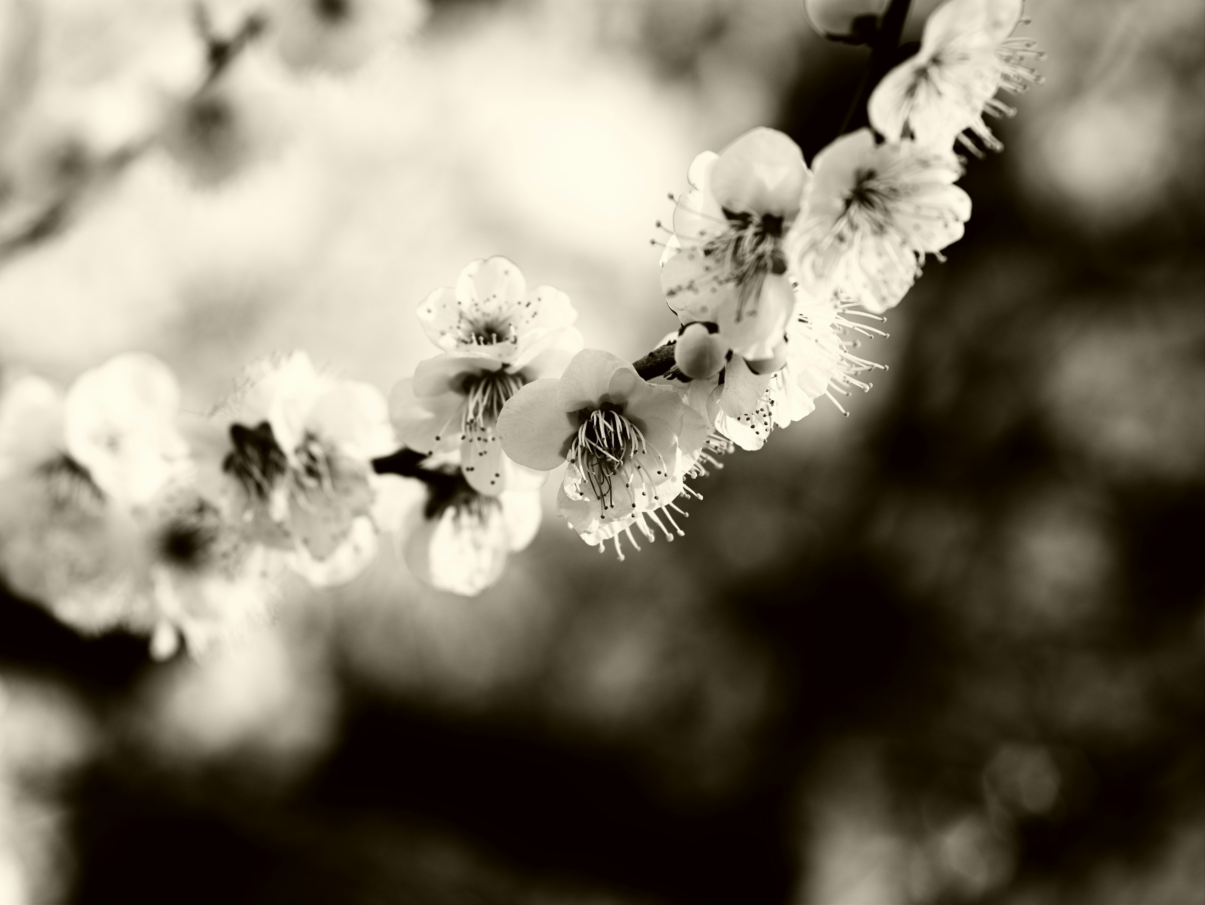 Primo piano di un fiore di prugno in bianco e nero con uno sfondo morbido