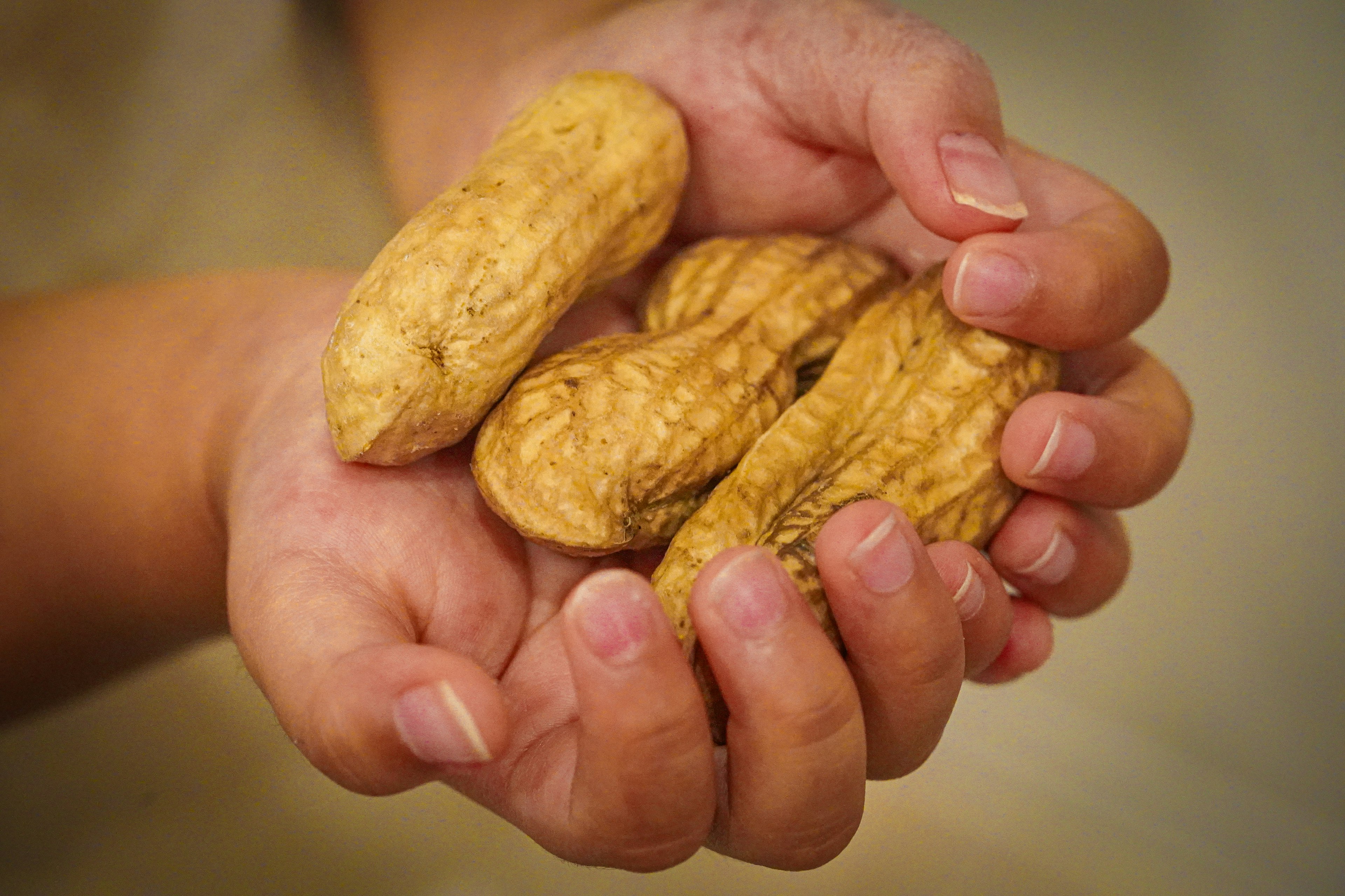 กำมือของถั่วลิสงในสองมือ