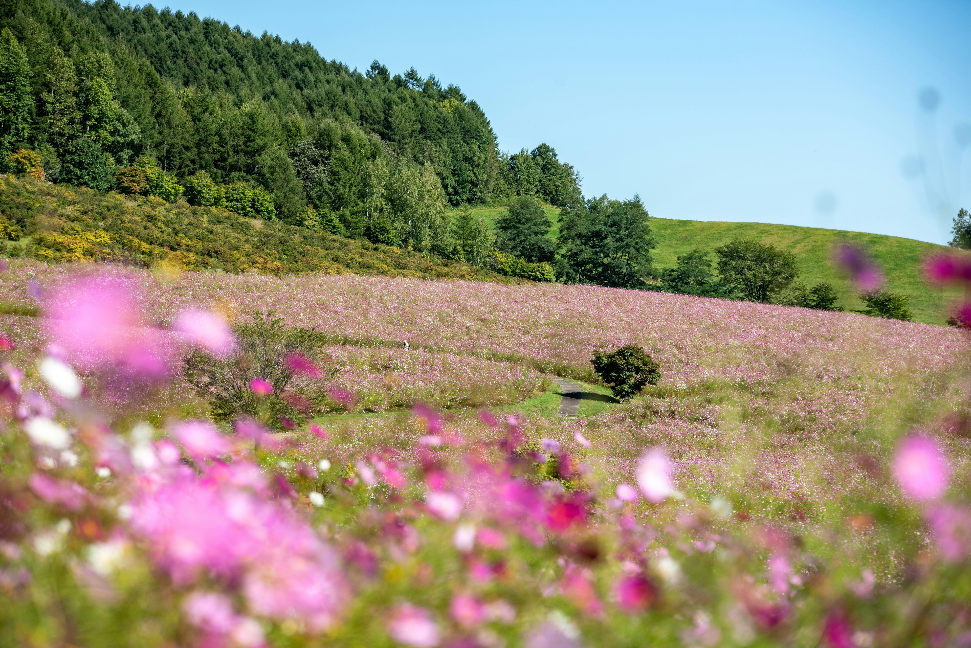 青空の下に広がる色とりどりの花畑と木々の風景