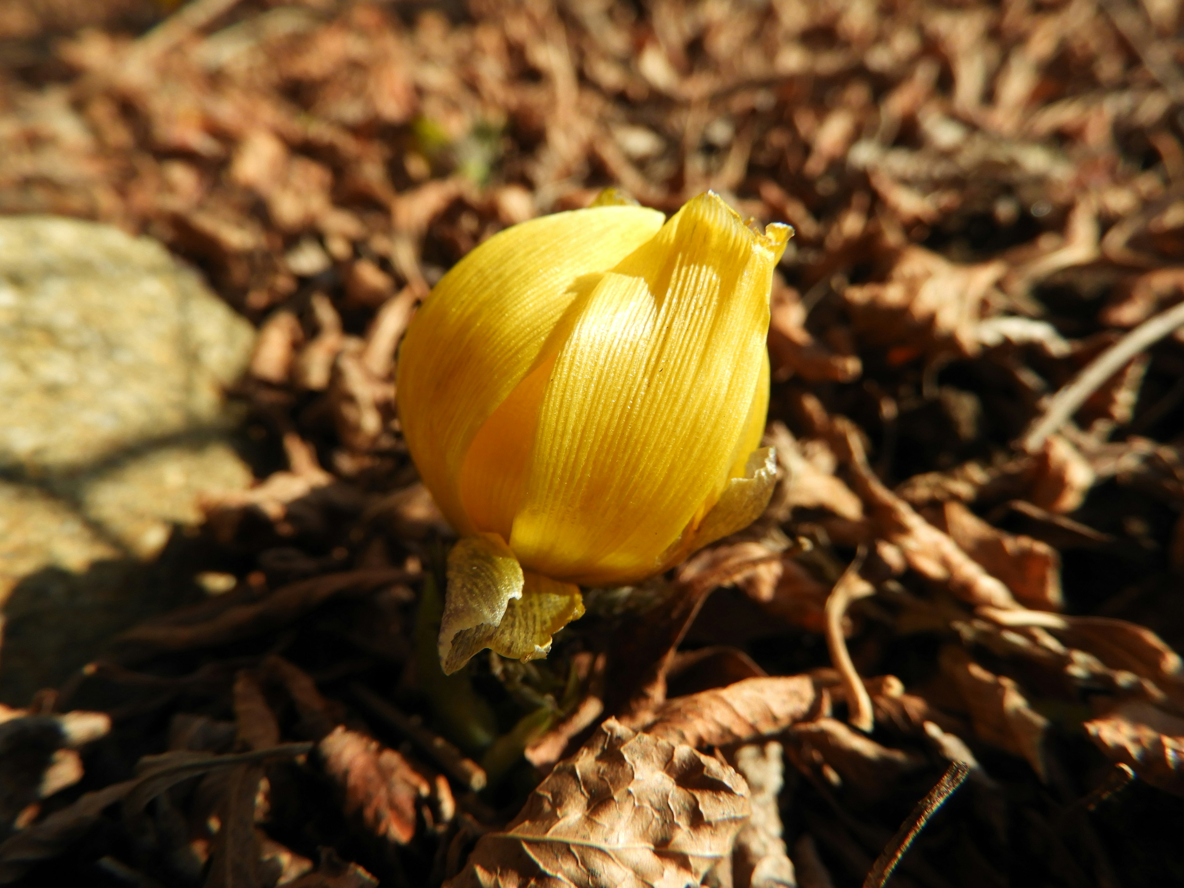 Ein gelber Blumenknospe, der aus dem Boden wächst