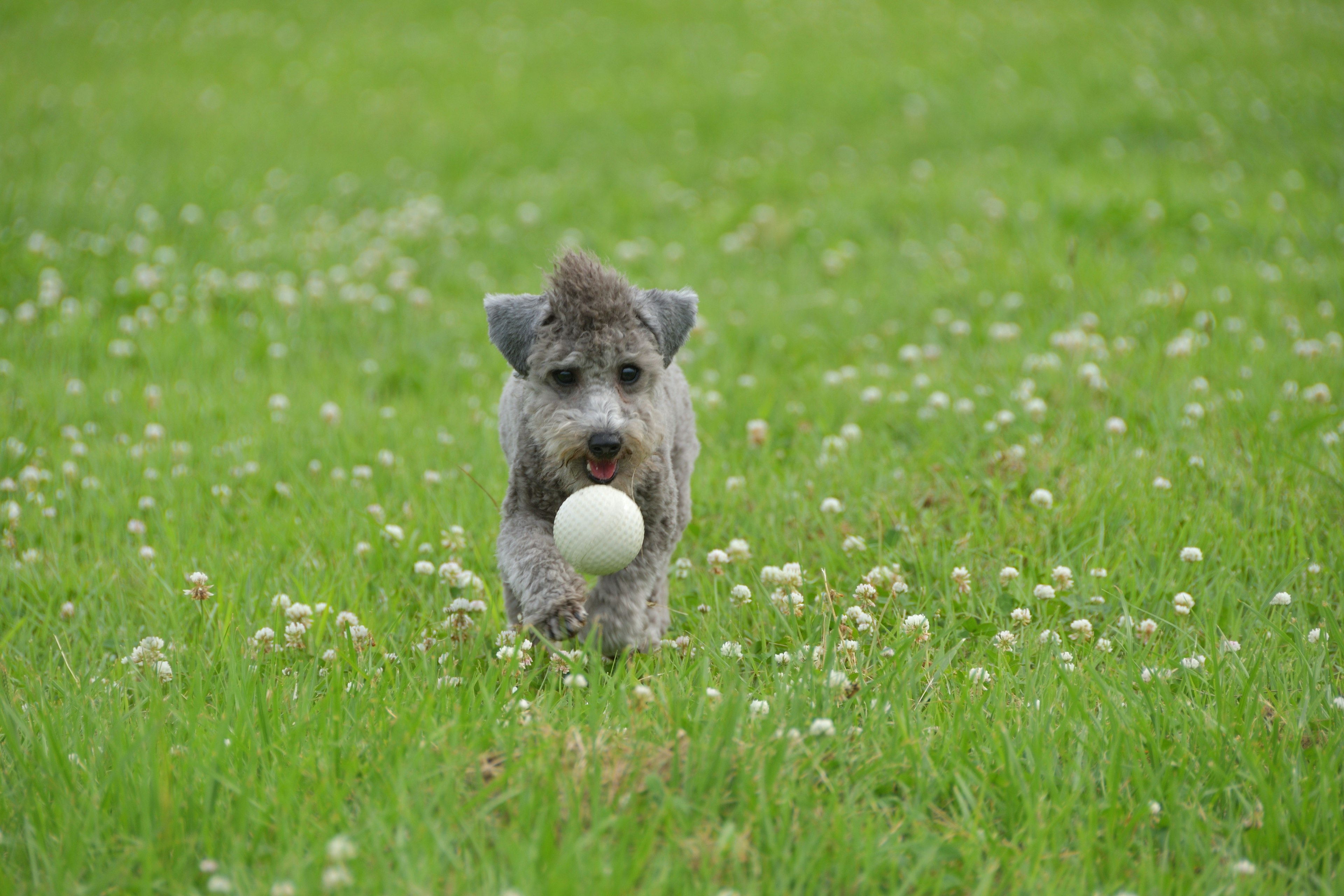 Perro corriendo con una pelota blanca en el césped verde