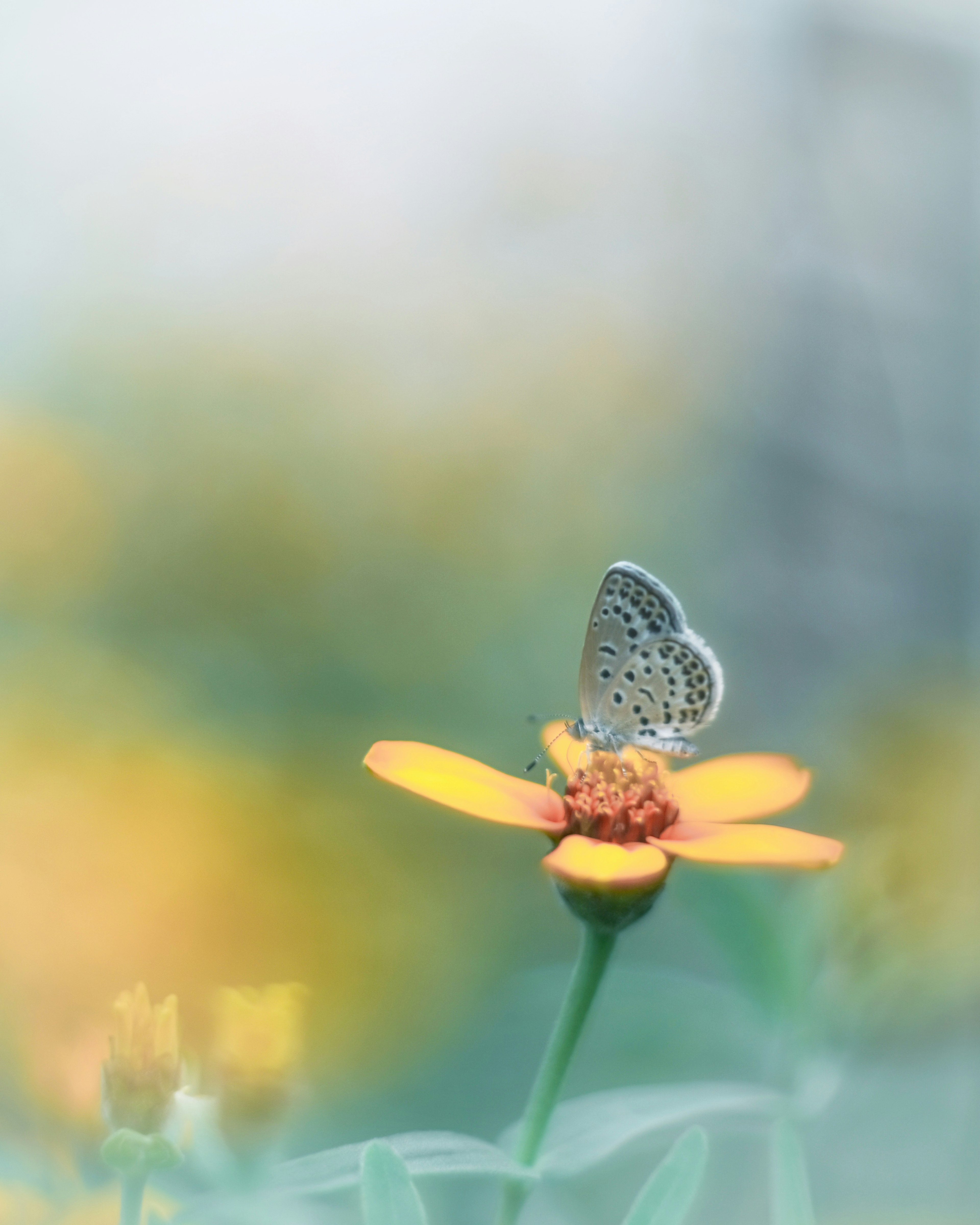 Una hermosa mariposa posada sobre una flor amarilla