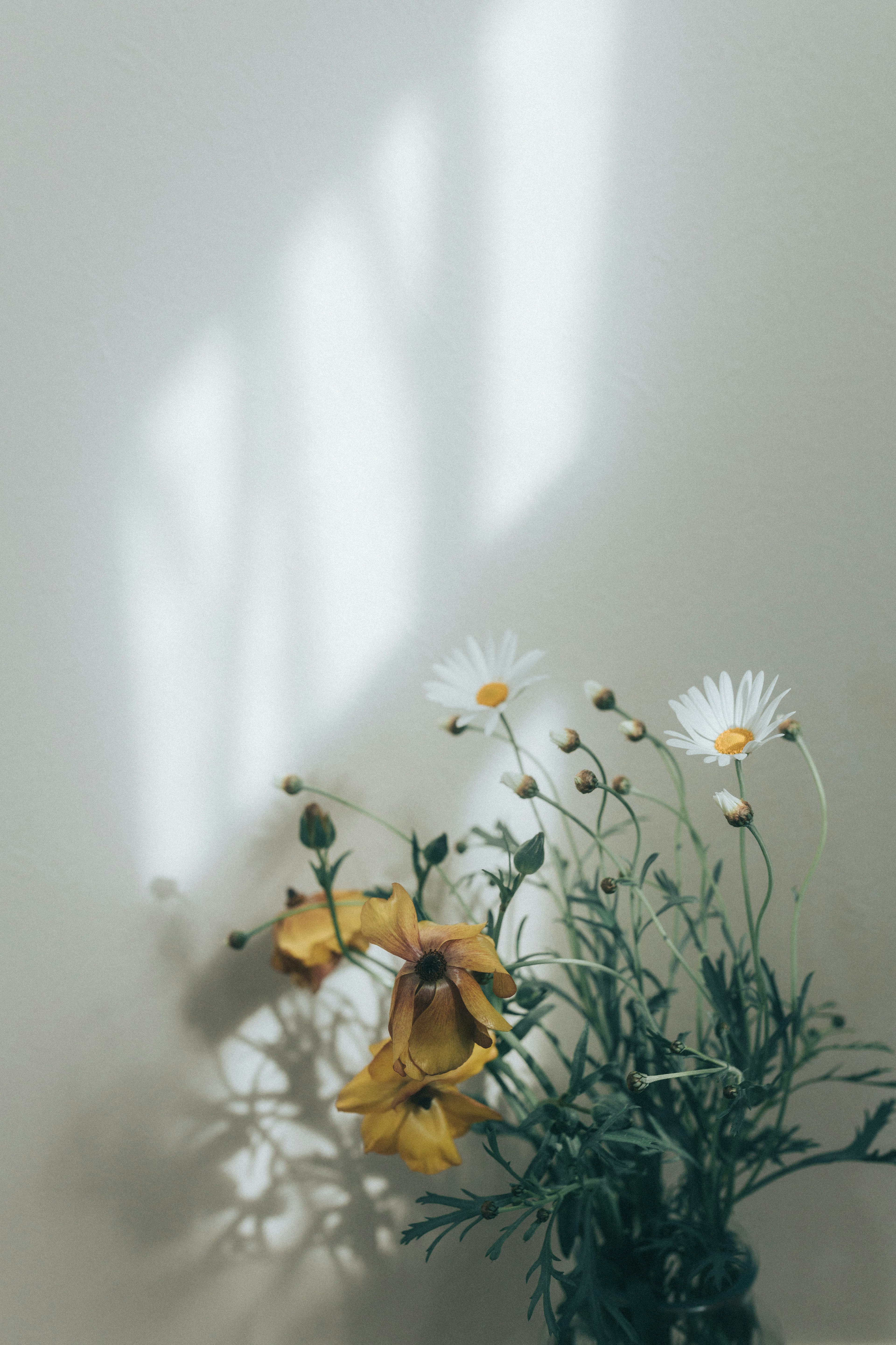 Vaso con fiori bianchi e gialli che proiettano ombre su un muro