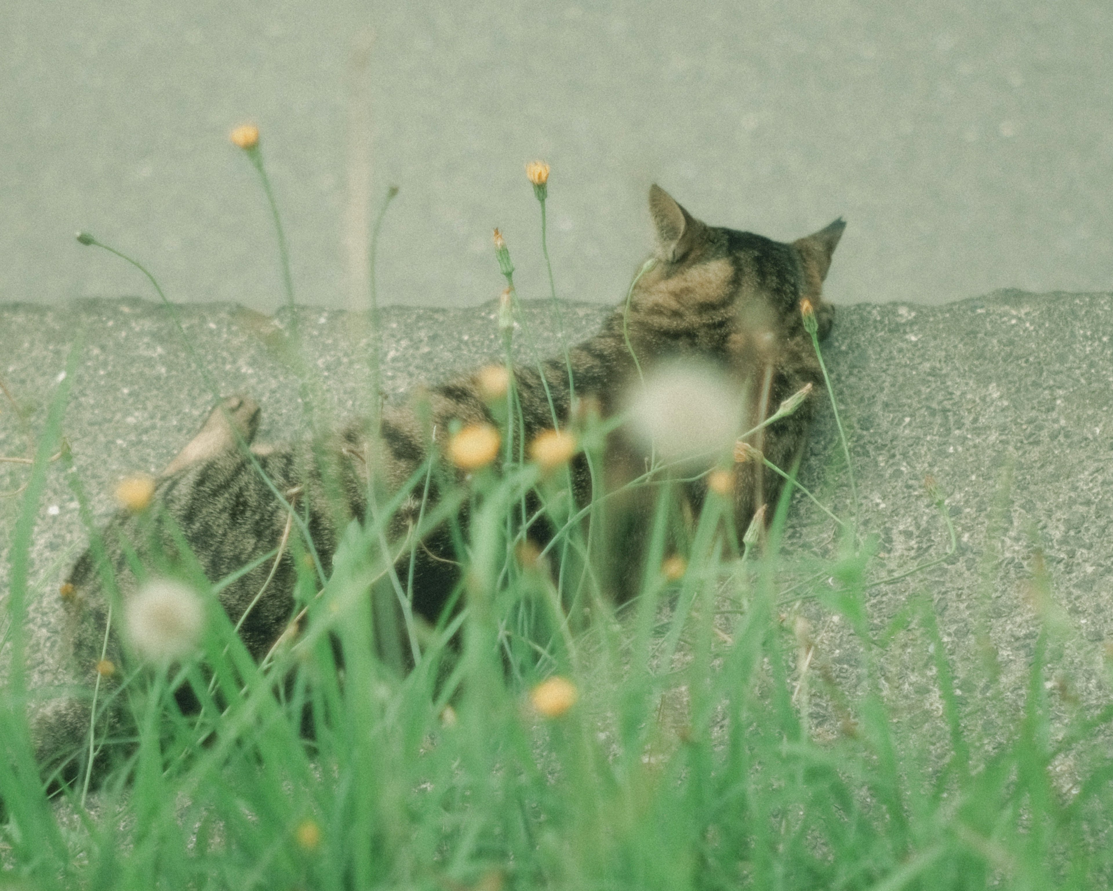 A cat lying down among grass and flowers with a blurred background