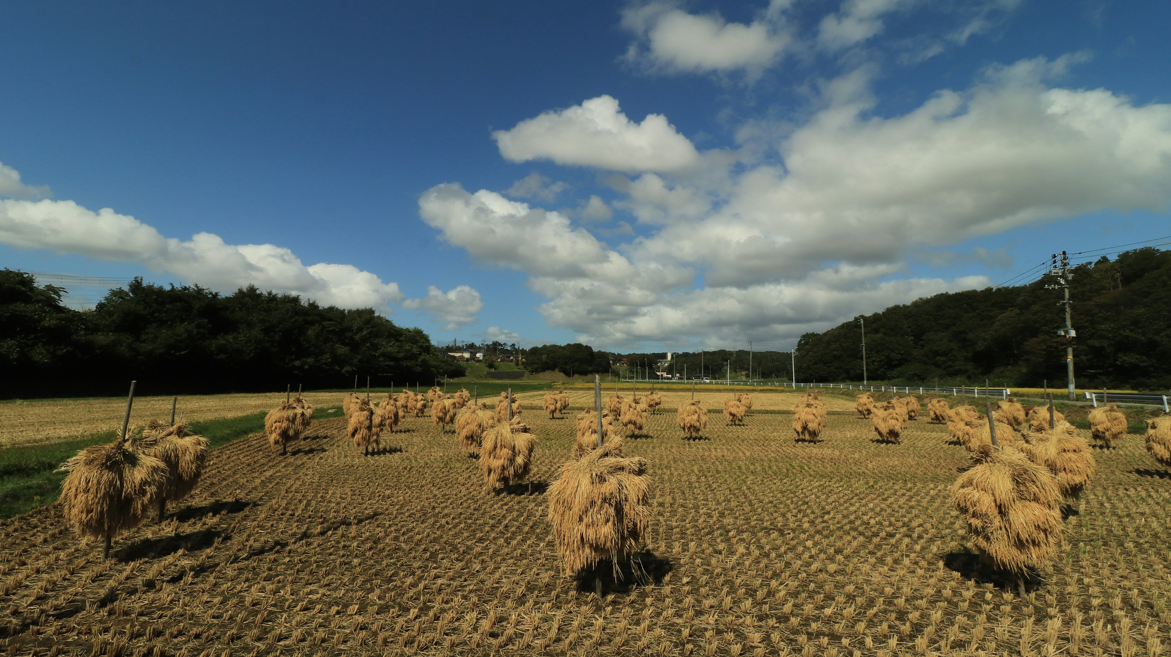 A wide farm with many sheep and a blue sky