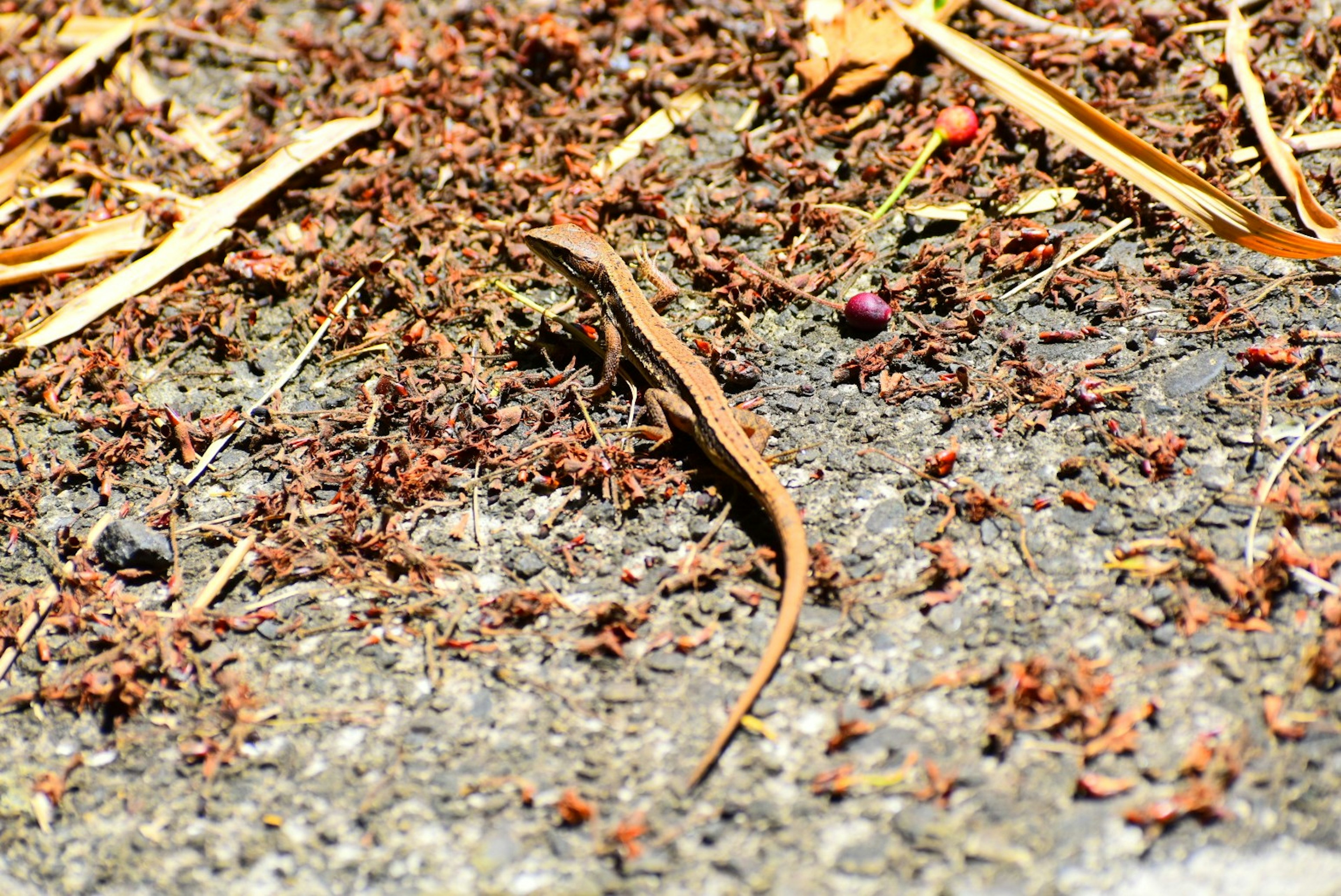 A small lizard on the ground surrounded by dry leaves and soil