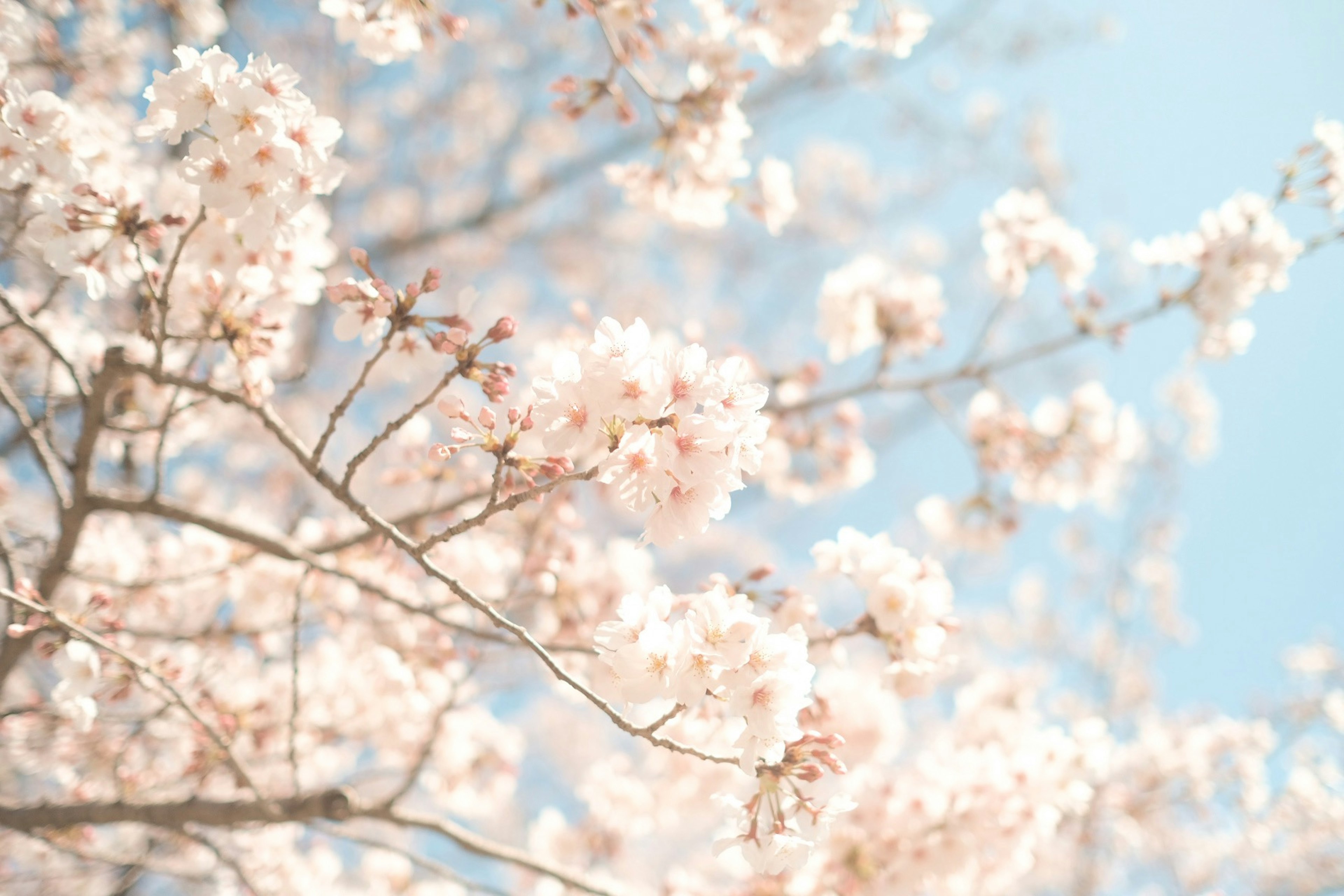 Close-up of cherry blossoms on branches under a blue sky