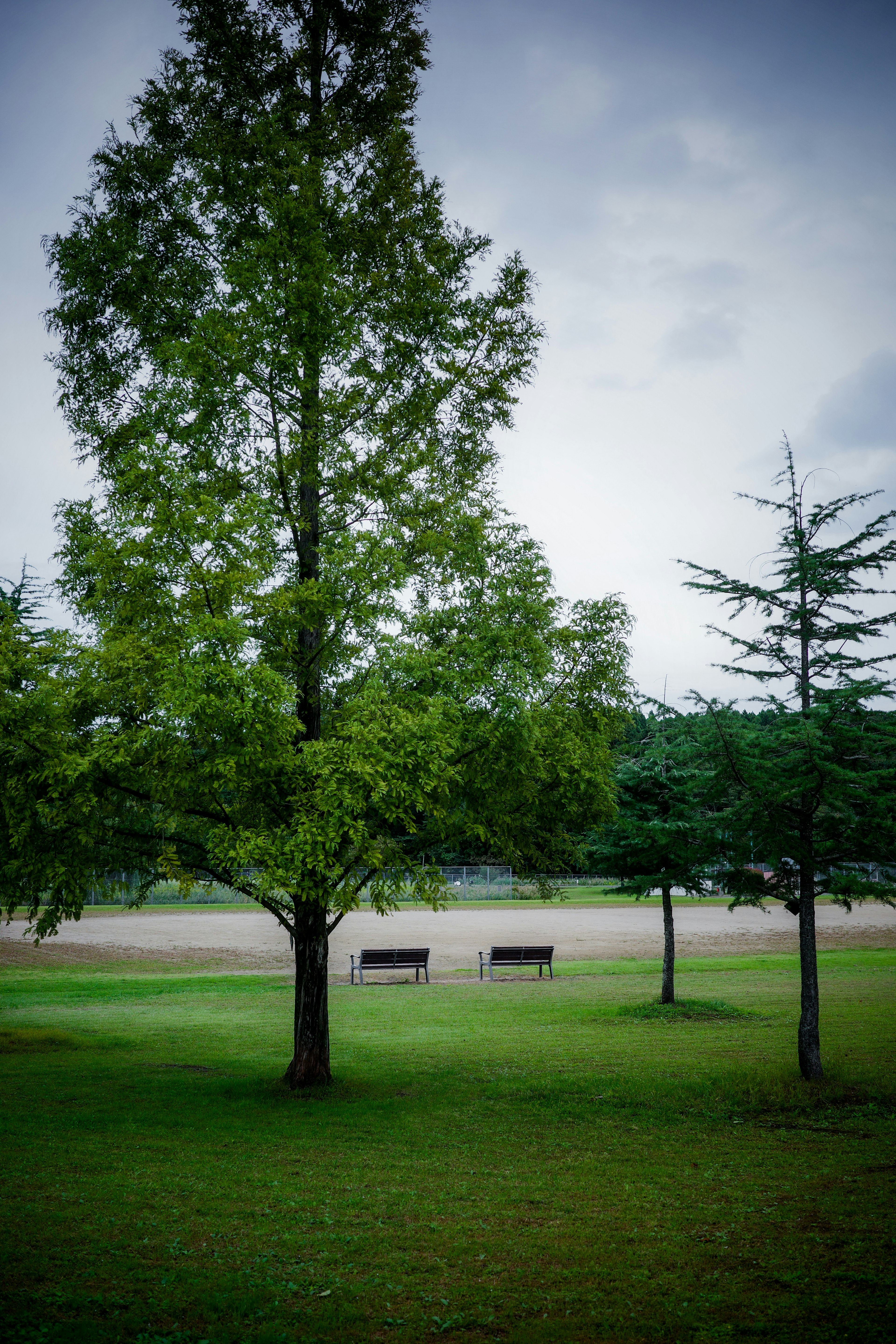 Lush green park scene featuring a large tree and two benches