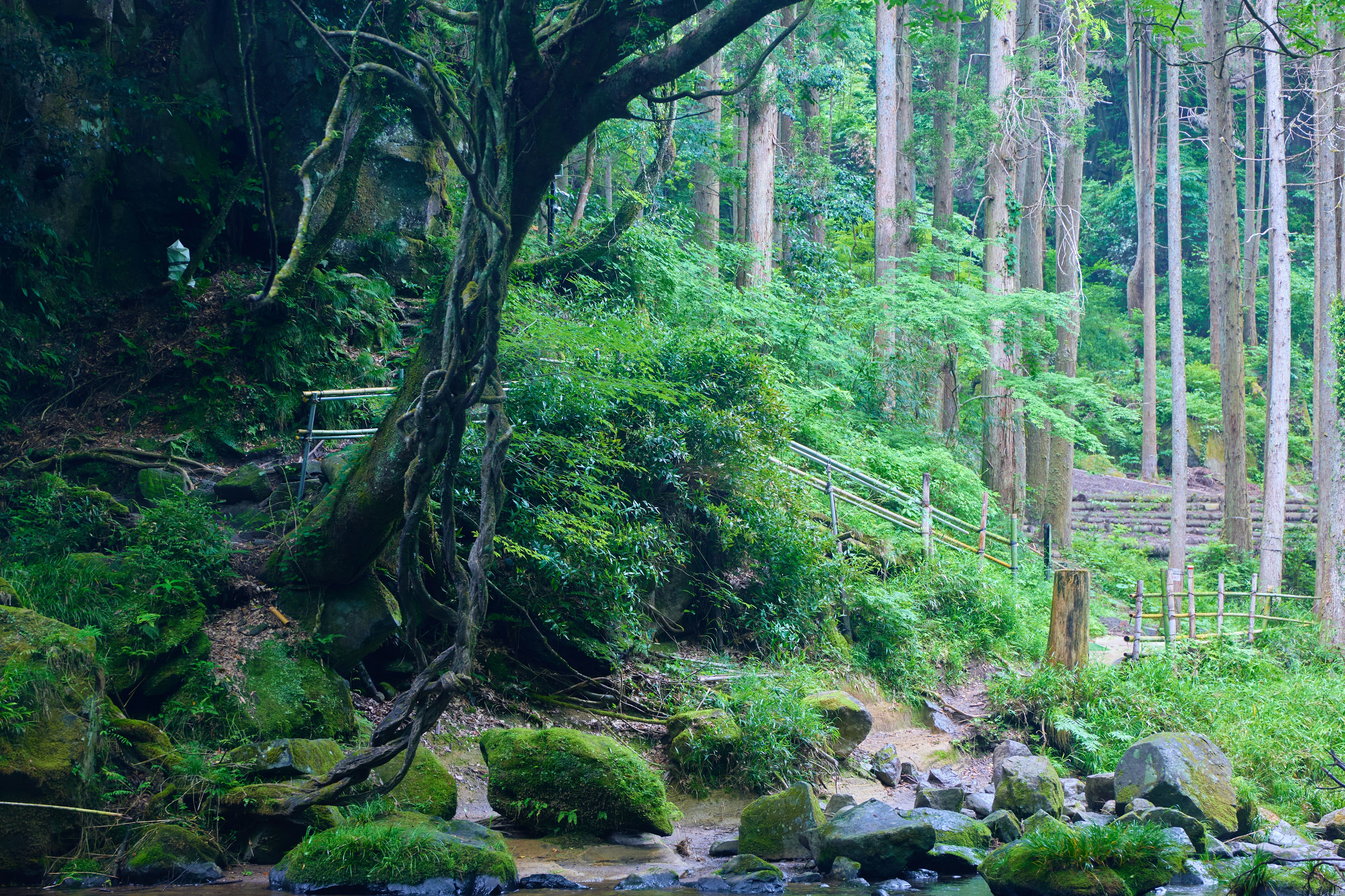 Scène forestière luxuriante avec un ruisseau grand arbre et sol moussu