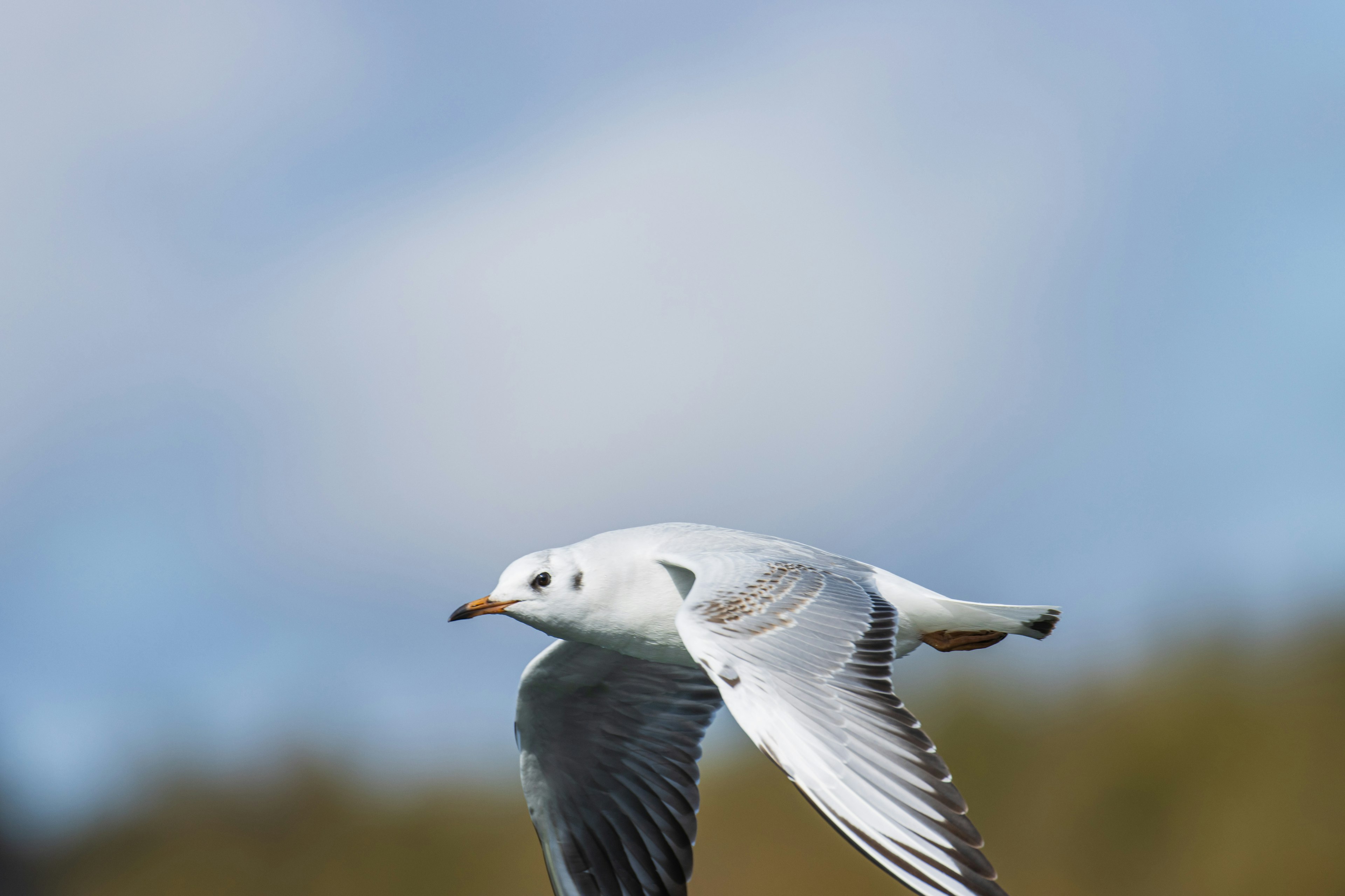 Eine weiße Möwe fliegt mit ausgebreiteten Flügeln