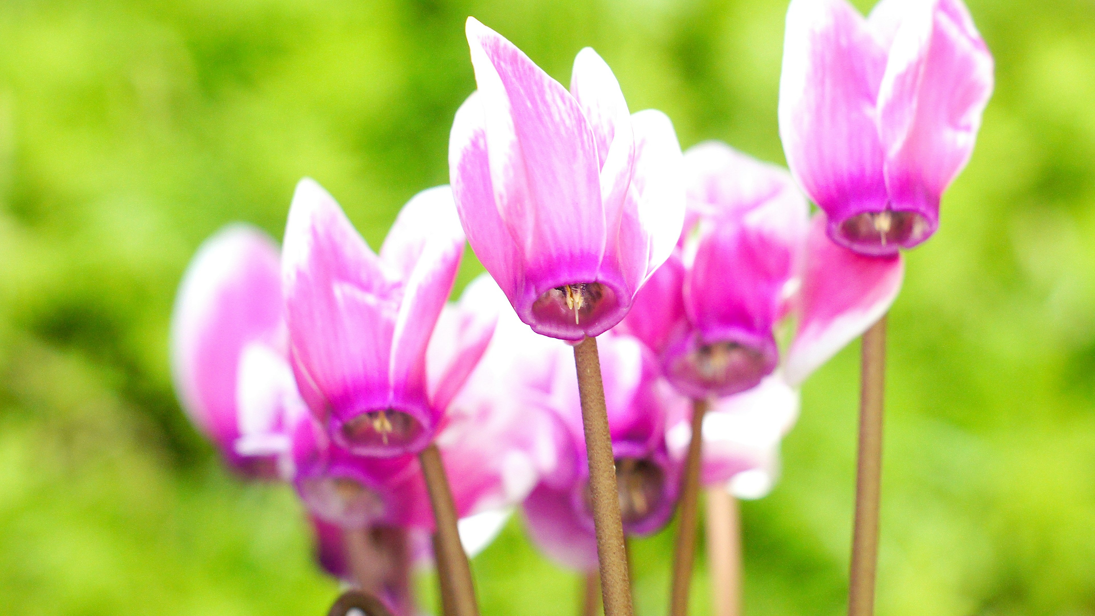 Bunga siklamen pink cerah mekar