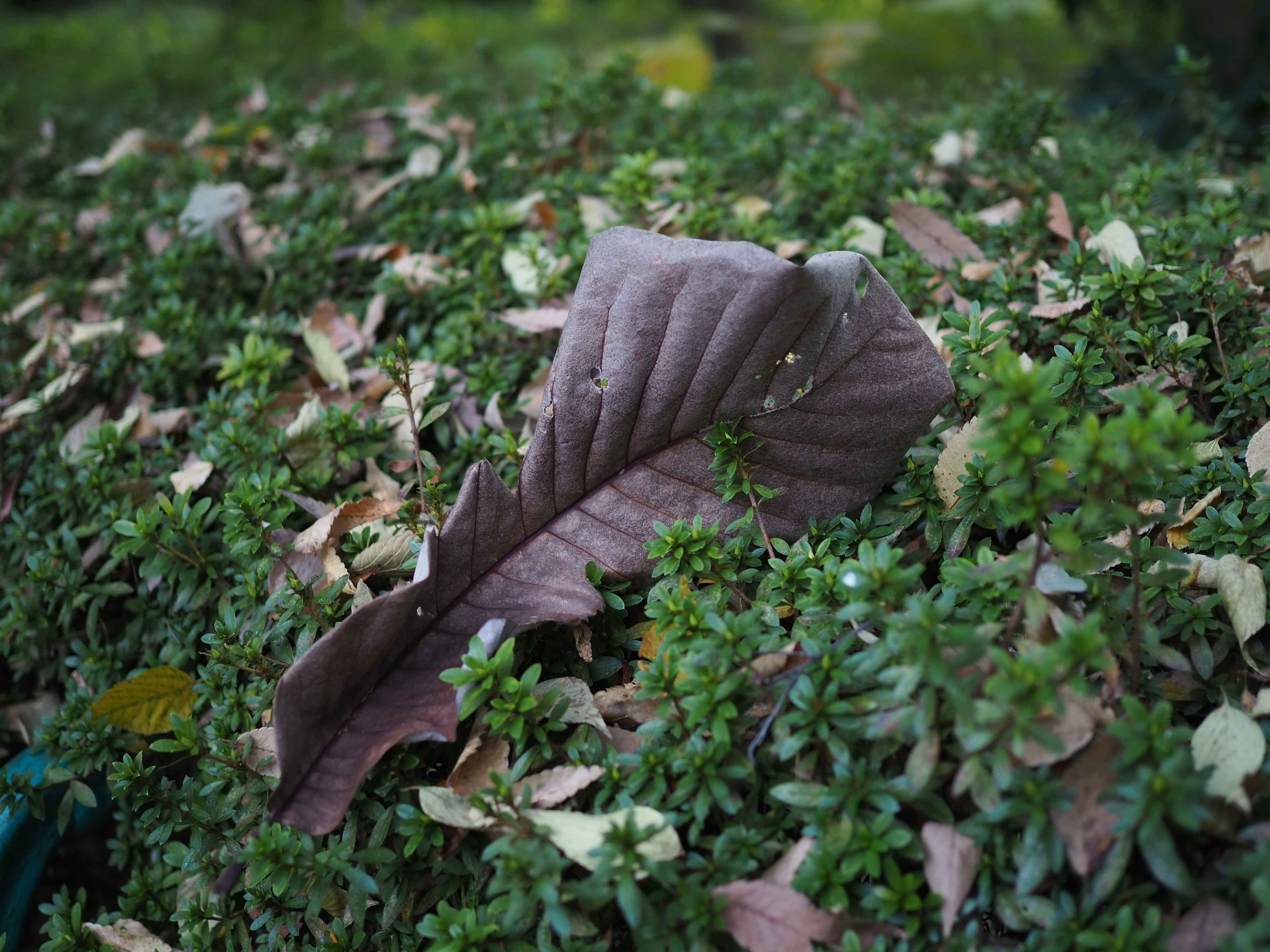 大棕色葉子 resting 在綠色植物中