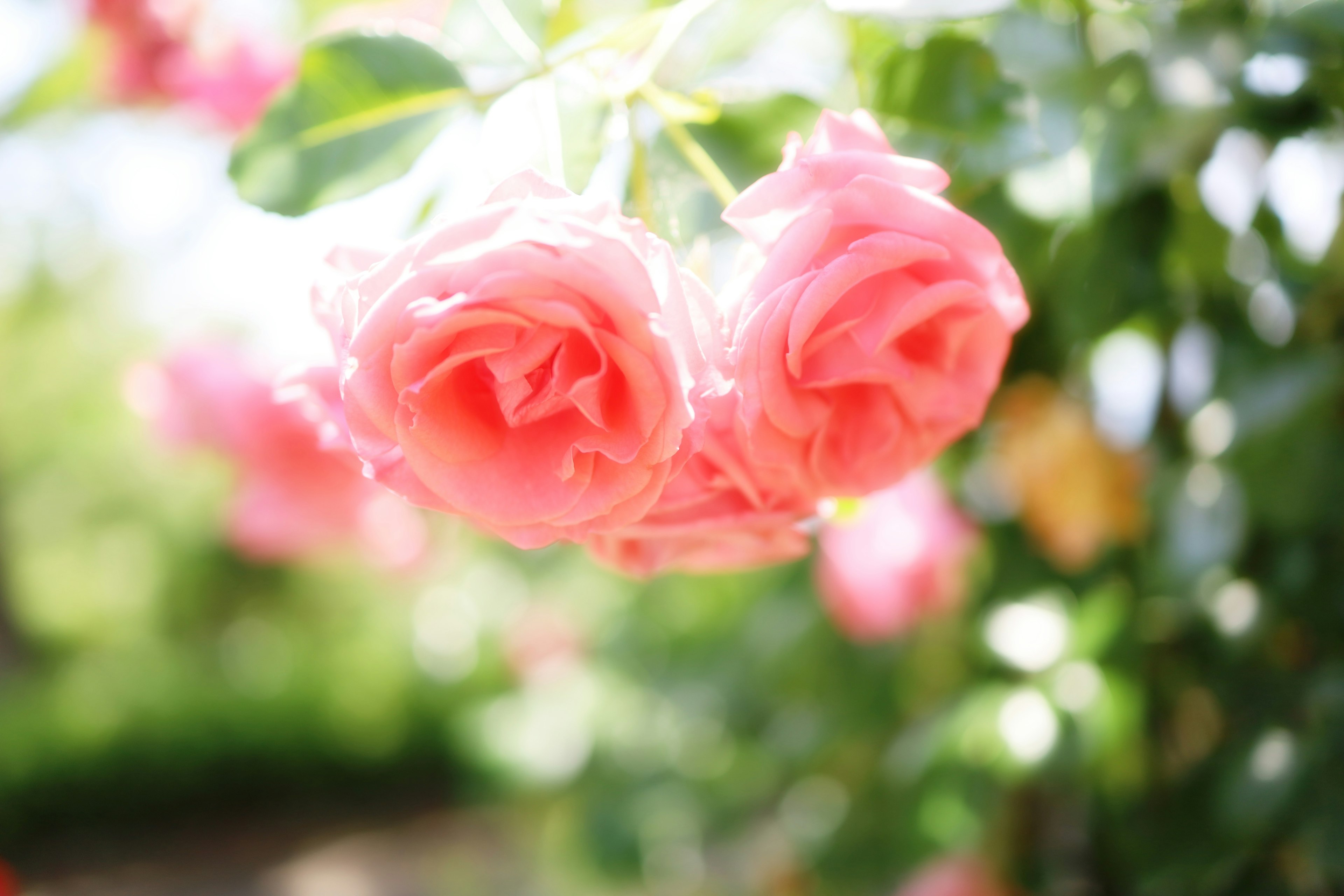 Bellissima scena di rose rosa morbide in fiore