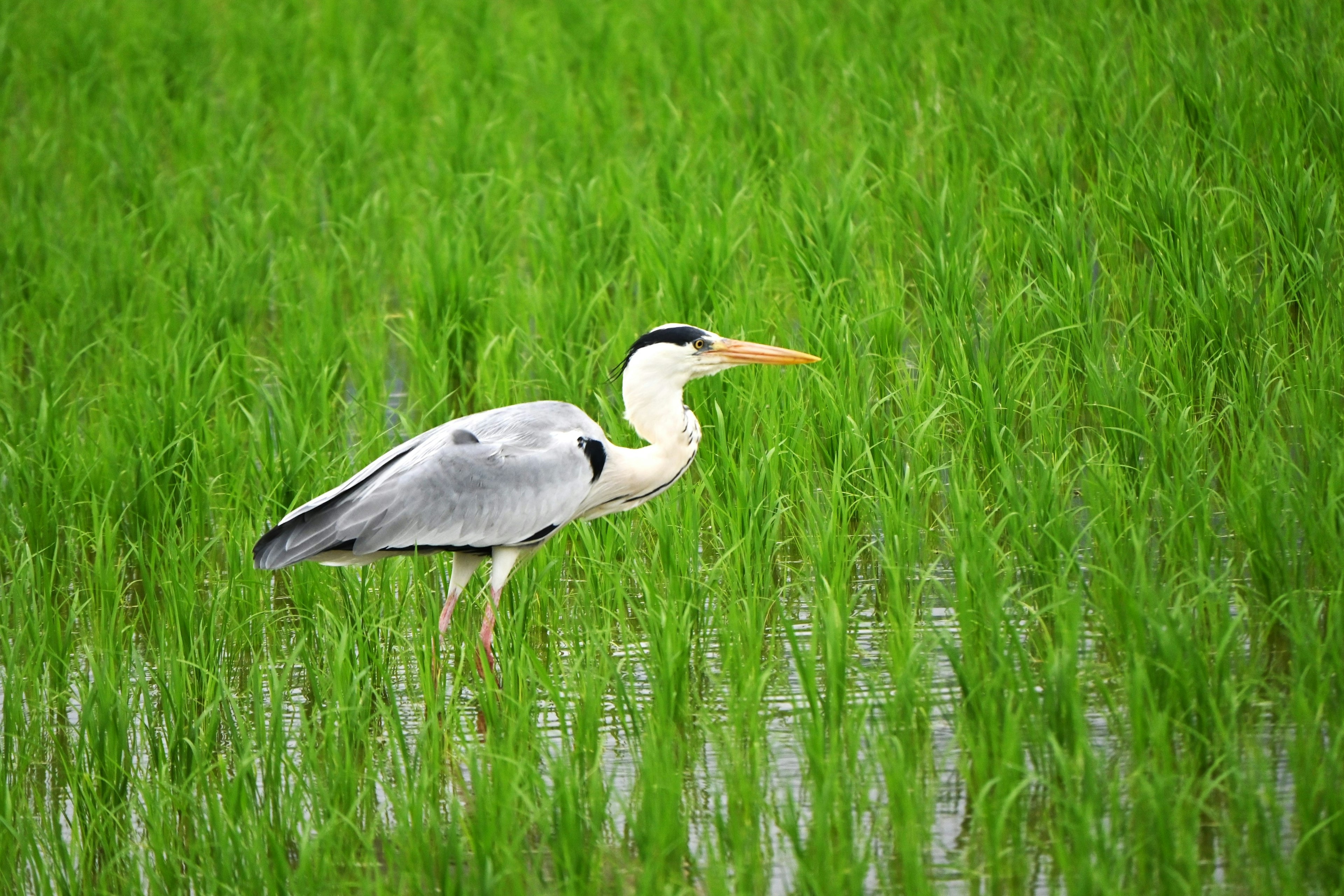 Garza gris de pie en un campo de arroz