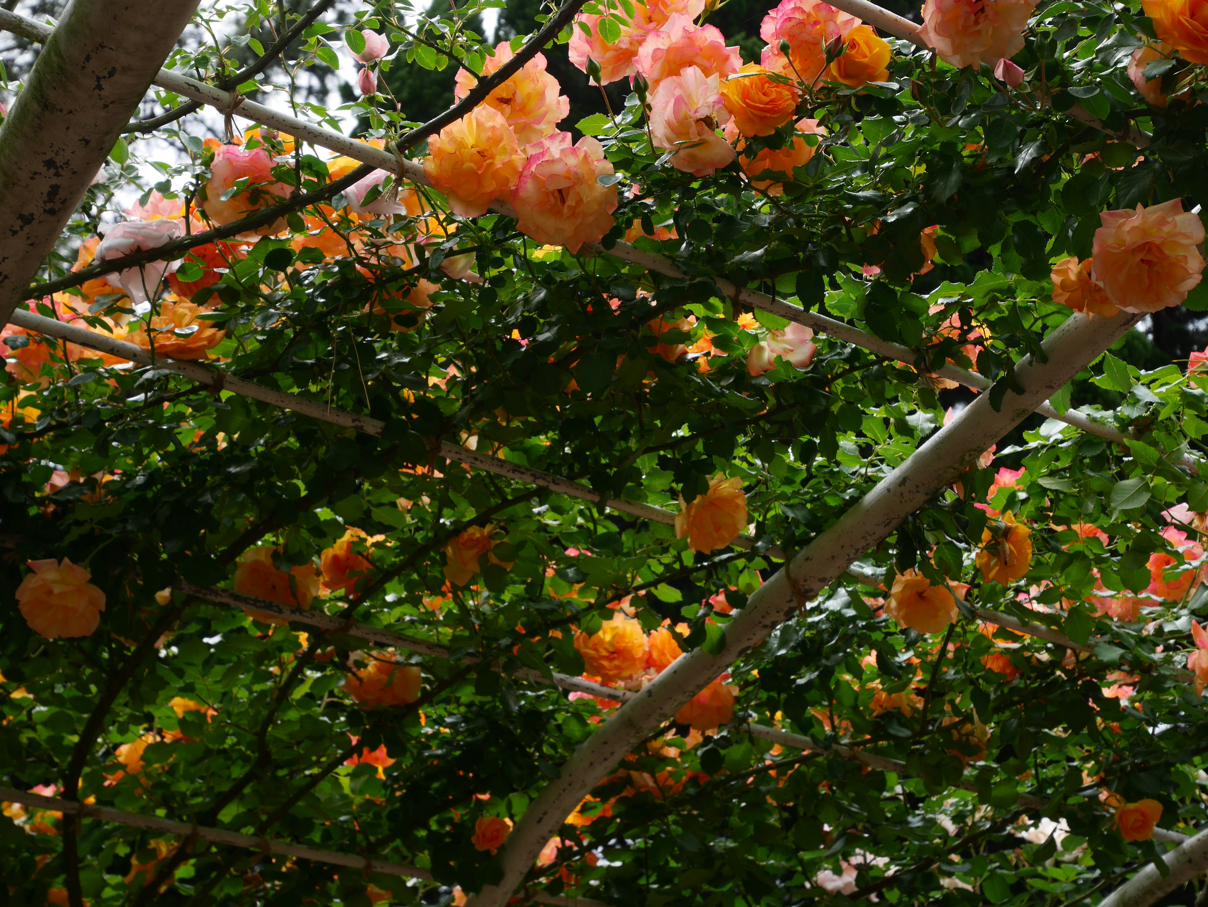 Des fleurs colorées fleurissent parmi un feuillage luxuriant