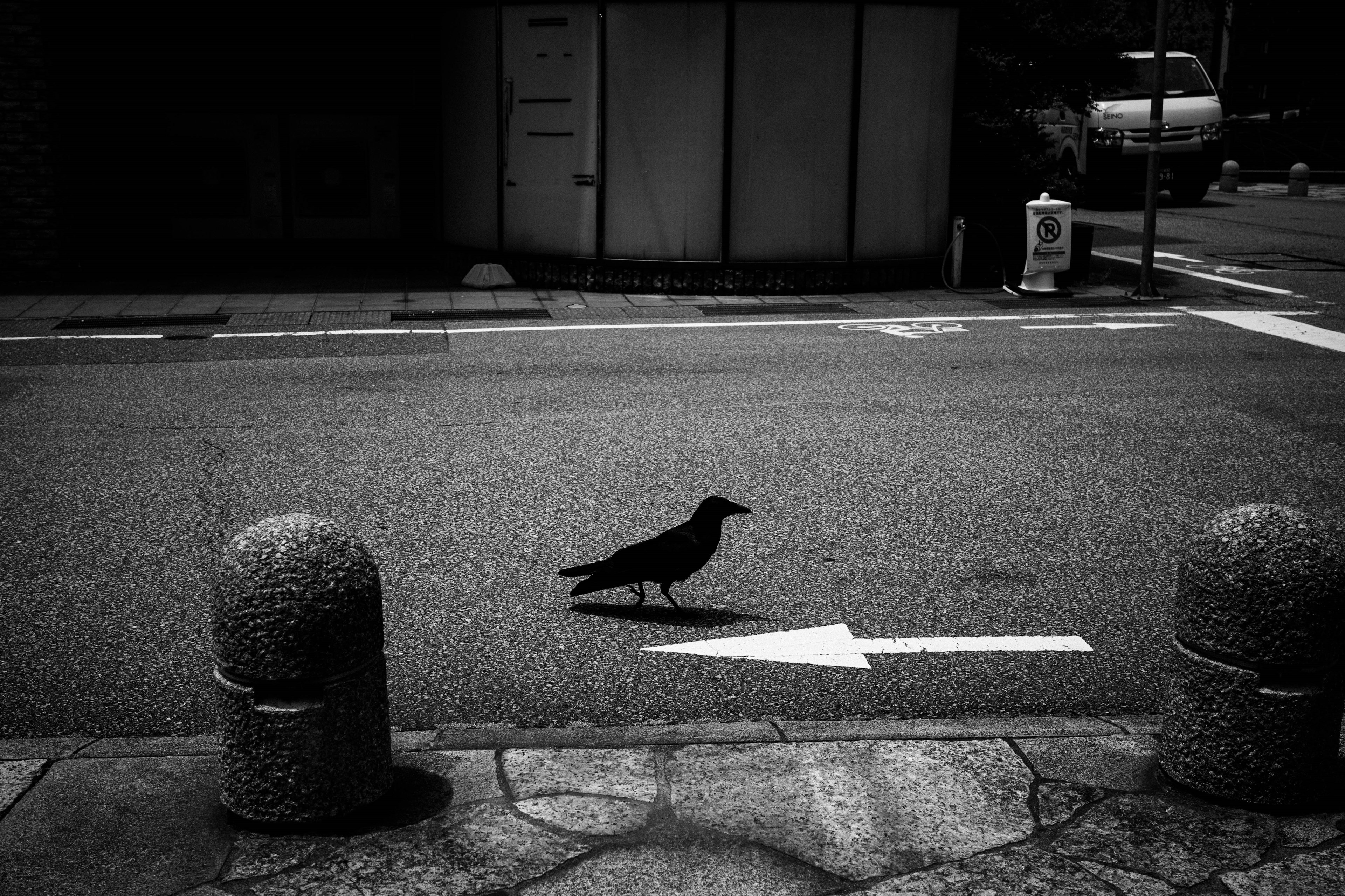 A black bird crossing the street in a monochrome photo