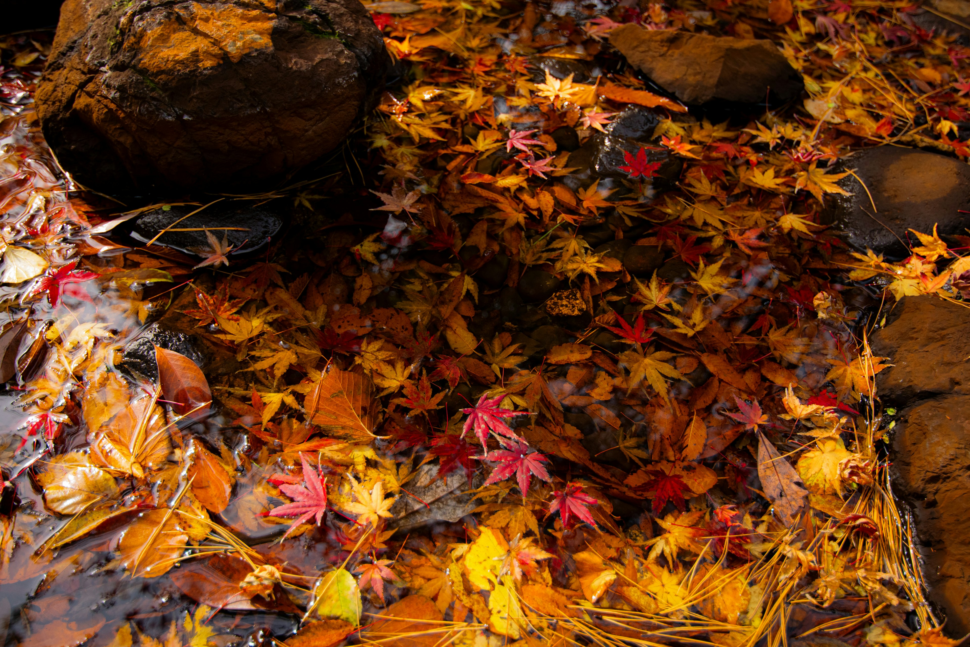 Hojas de otoño coloridas flotando en la superficie del agua