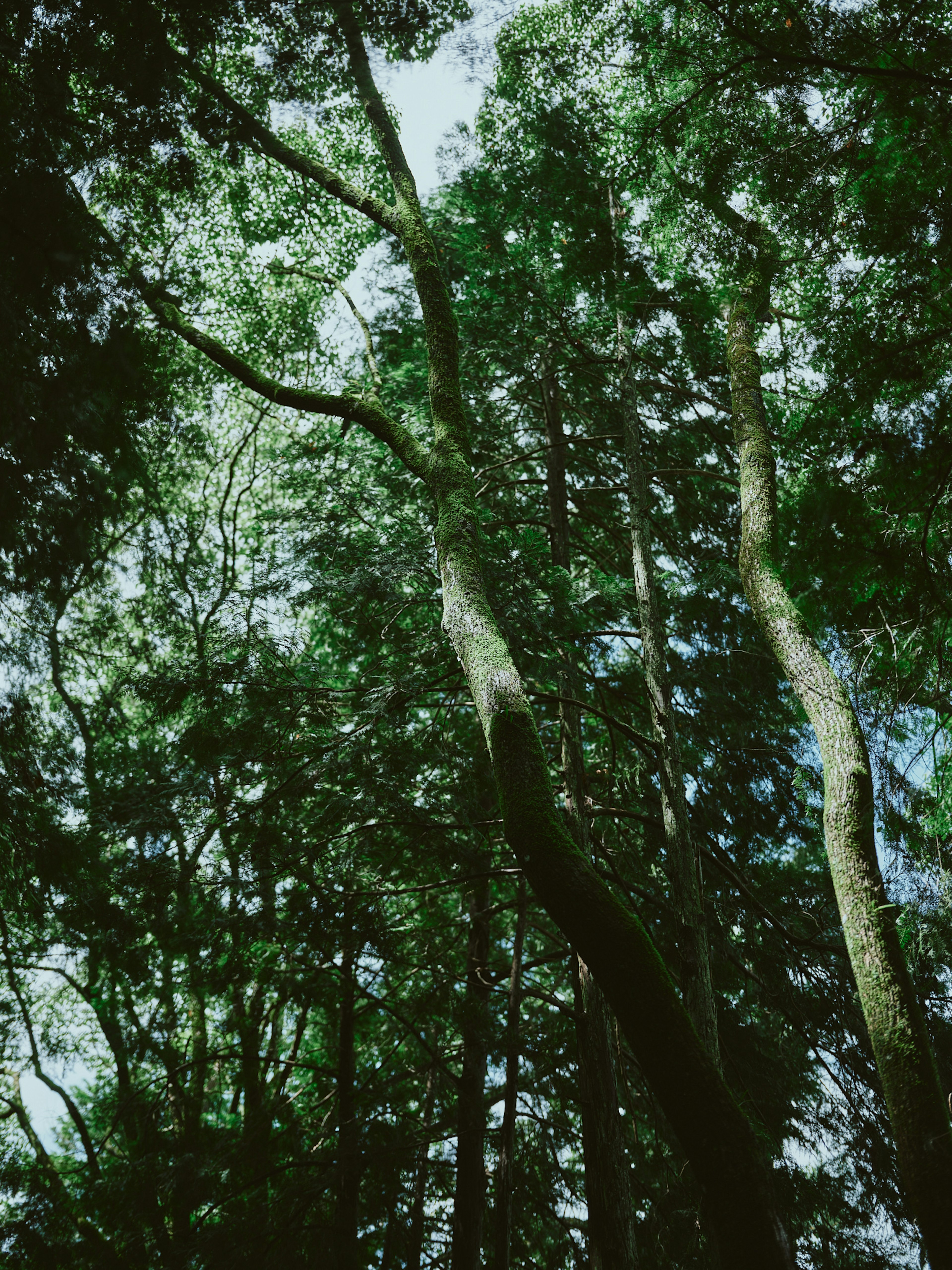 Vista hacia arriba a través de árboles verdes exuberantes con destellos de cielo azul