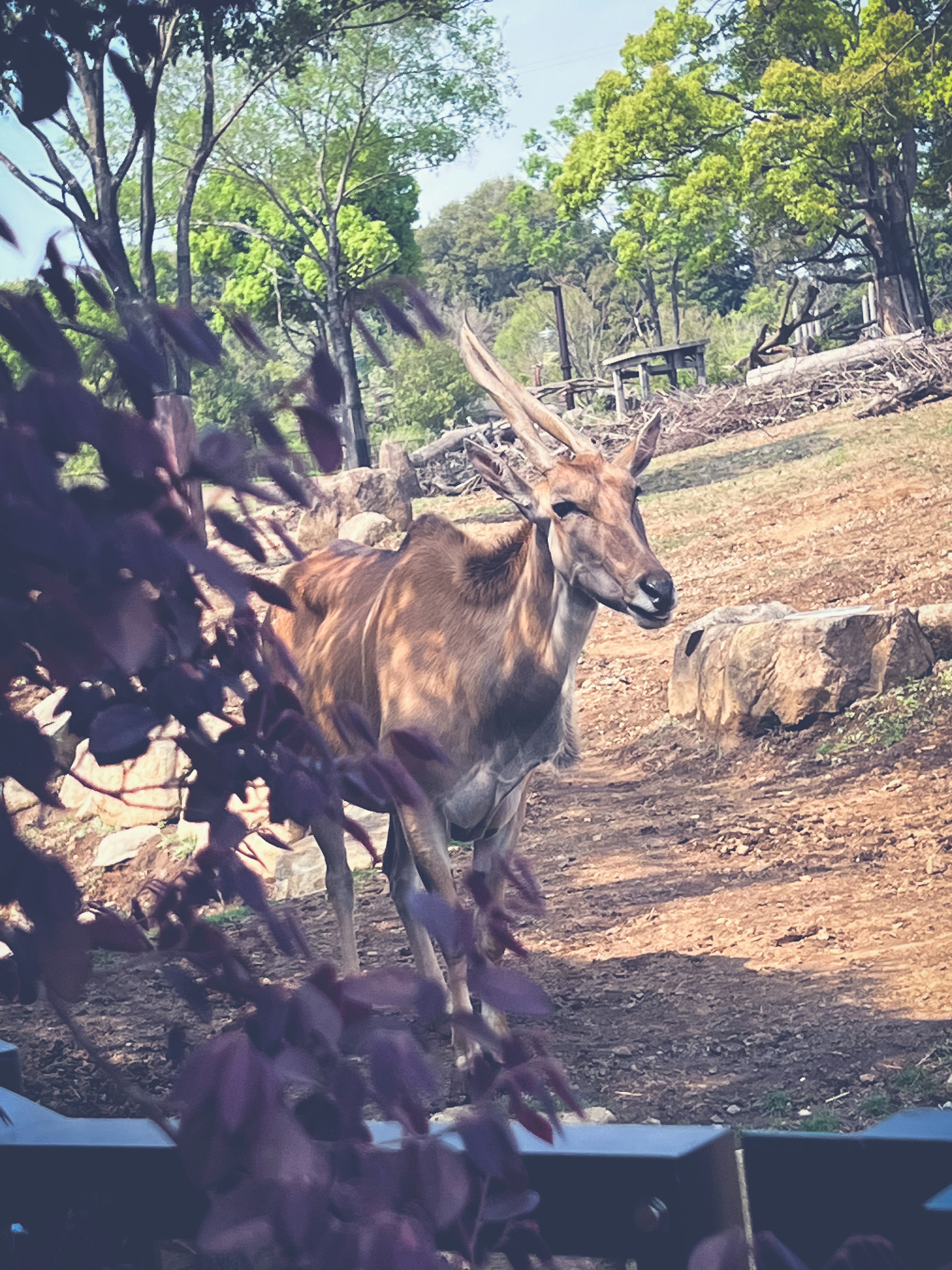 An antelope-like animal walking through a grassy area