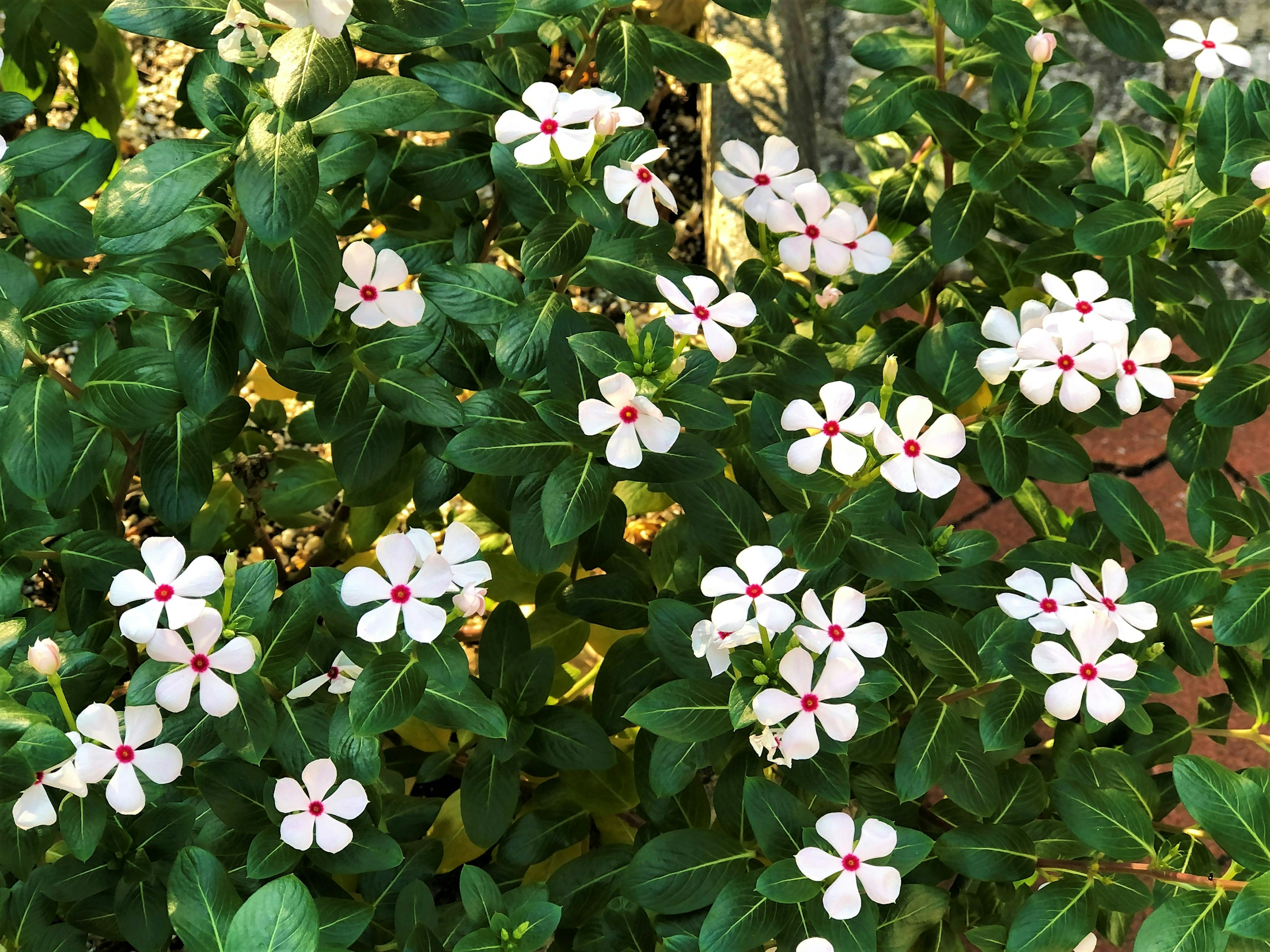 Primo piano di una pianta con fiori bianchi e foglie verdi