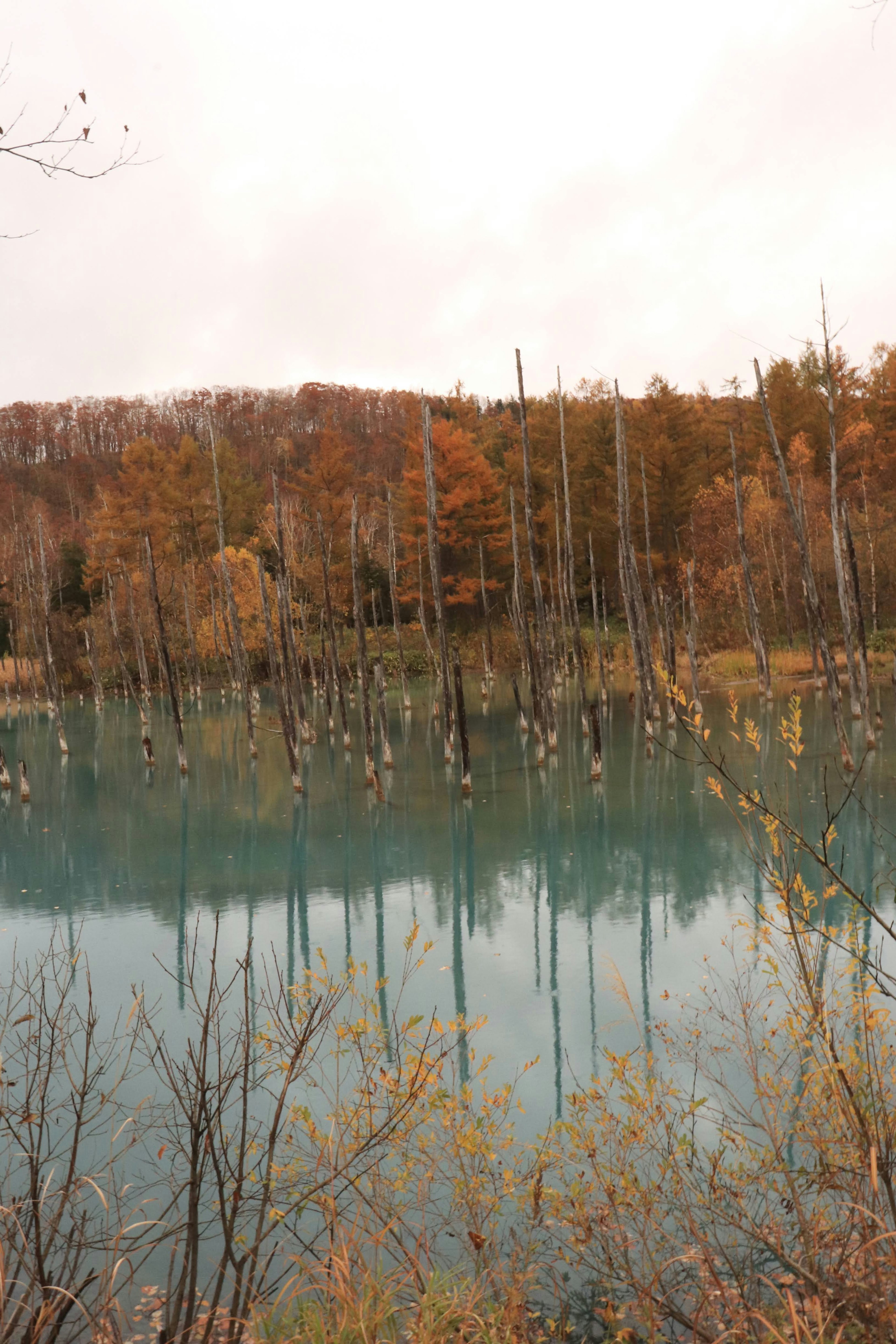 Ruhiger See, der herbstliche Bäume und untergetauchte Baumstämme widerspiegelt