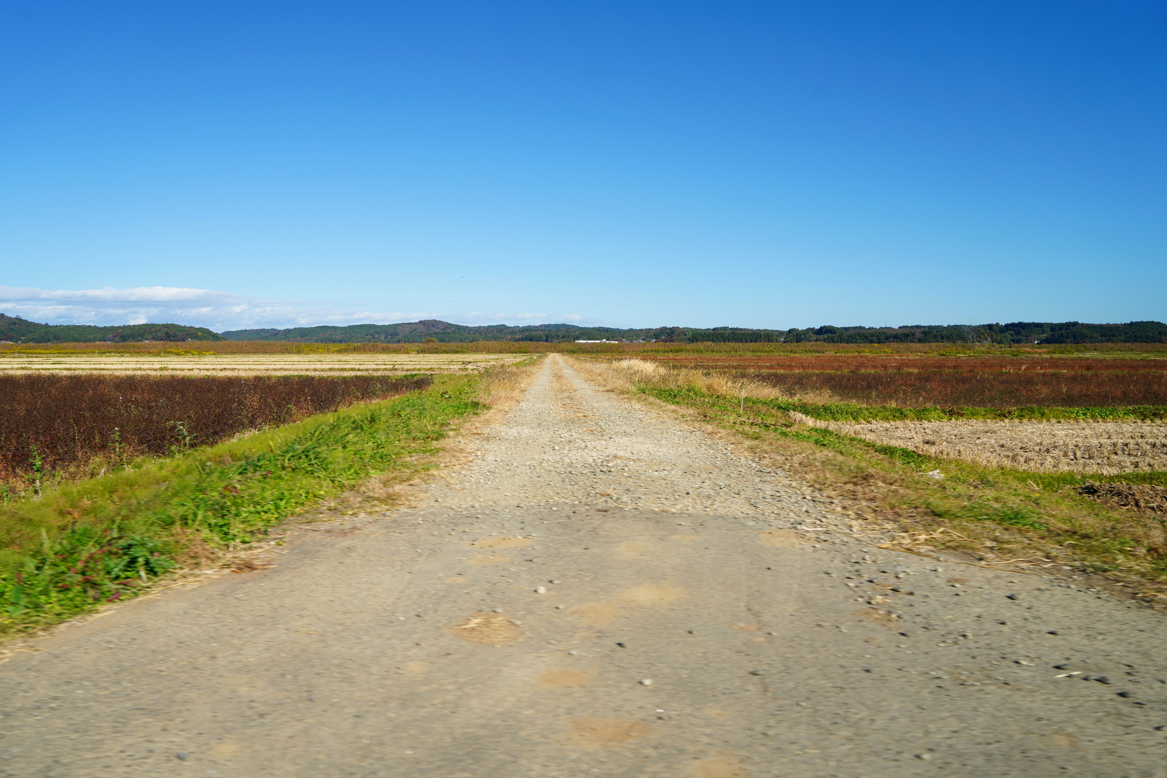 Dirt road stretching through farmland under a clear blue sky