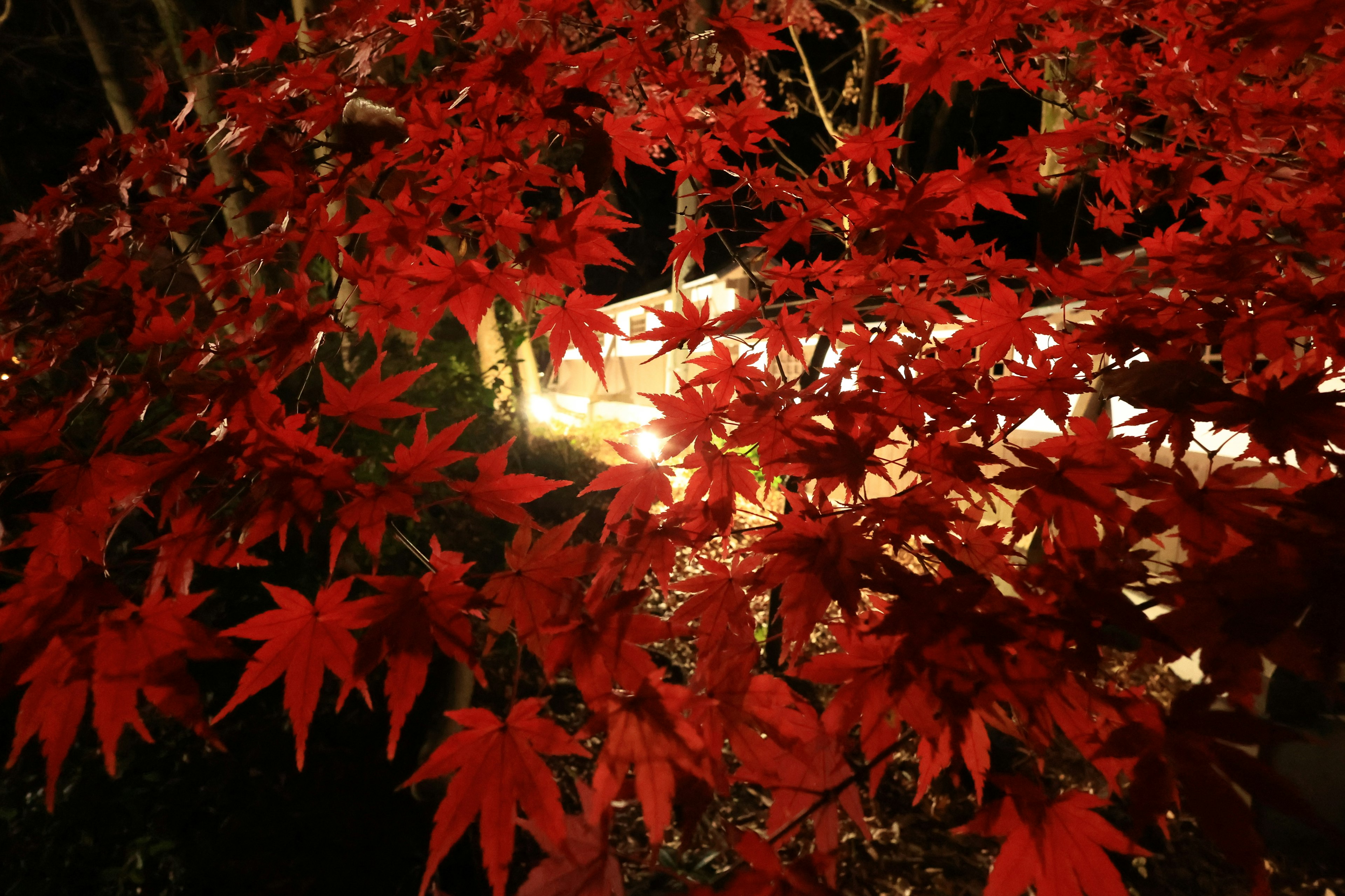 Hojas de arce rojas vibrantes iluminadas por la noche