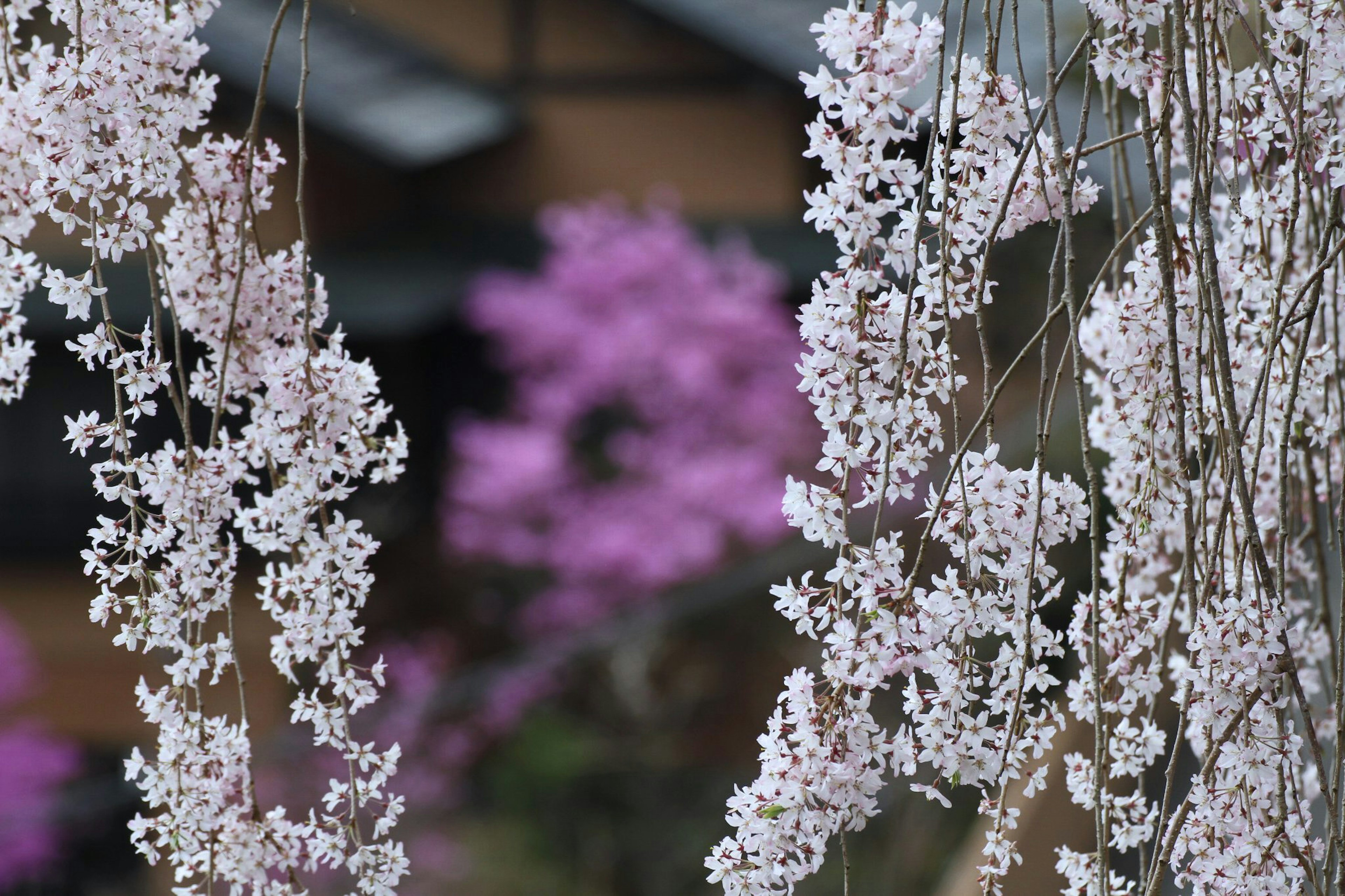 Cherry blossoms in bloom with purple flowers in the background