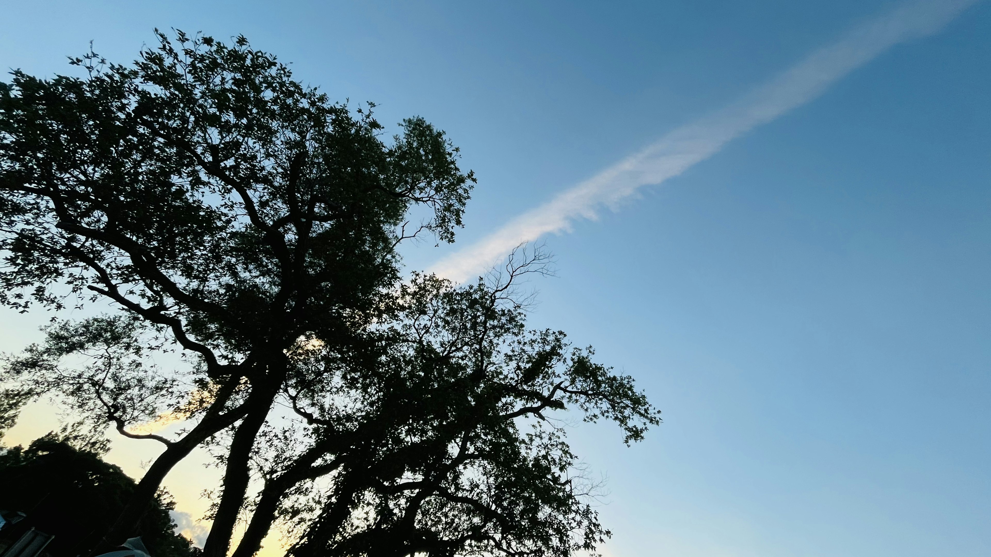 青空の下に大きな木があり、雲が横切っている風景