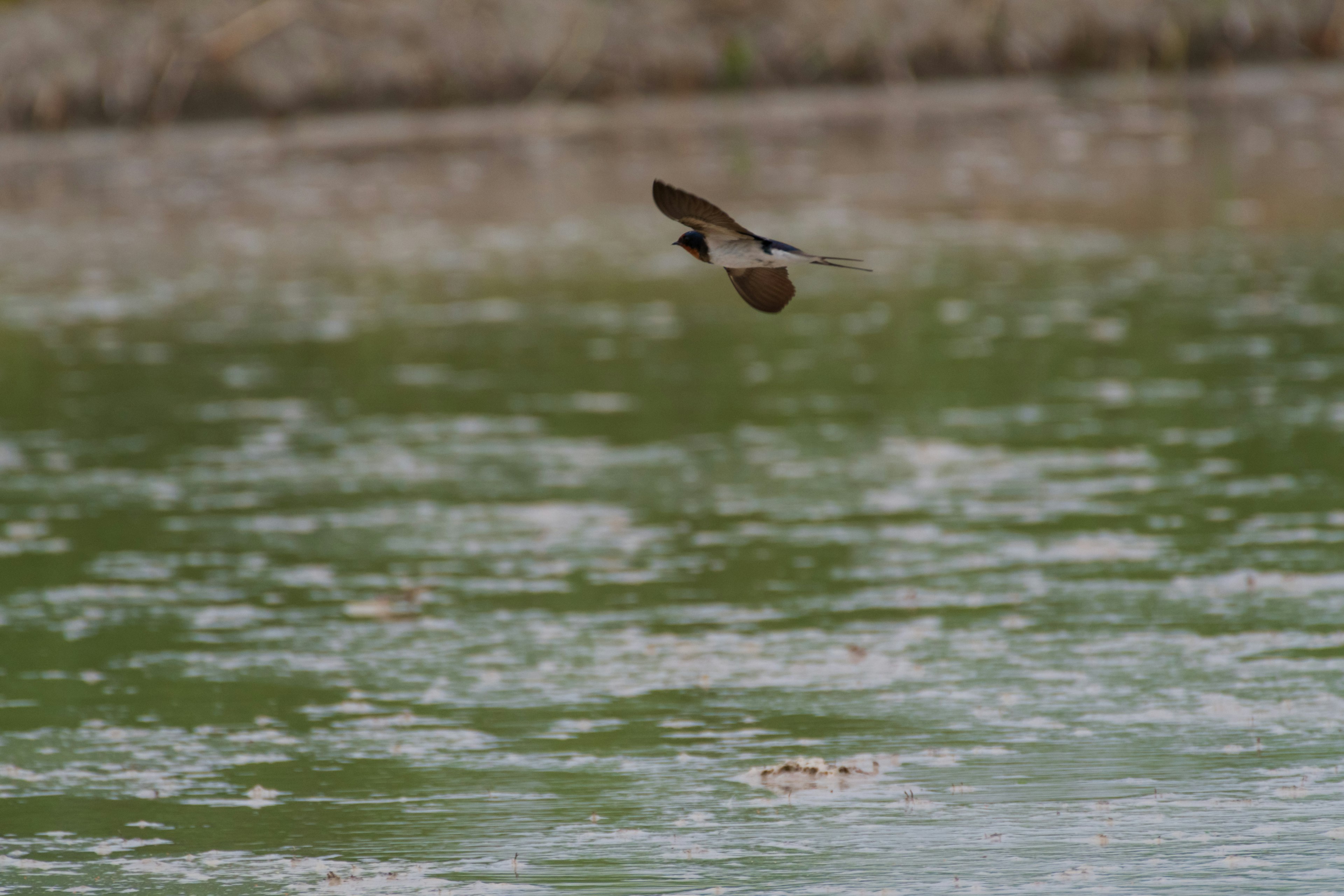 水面を飛ぶ鳥の姿が映っている