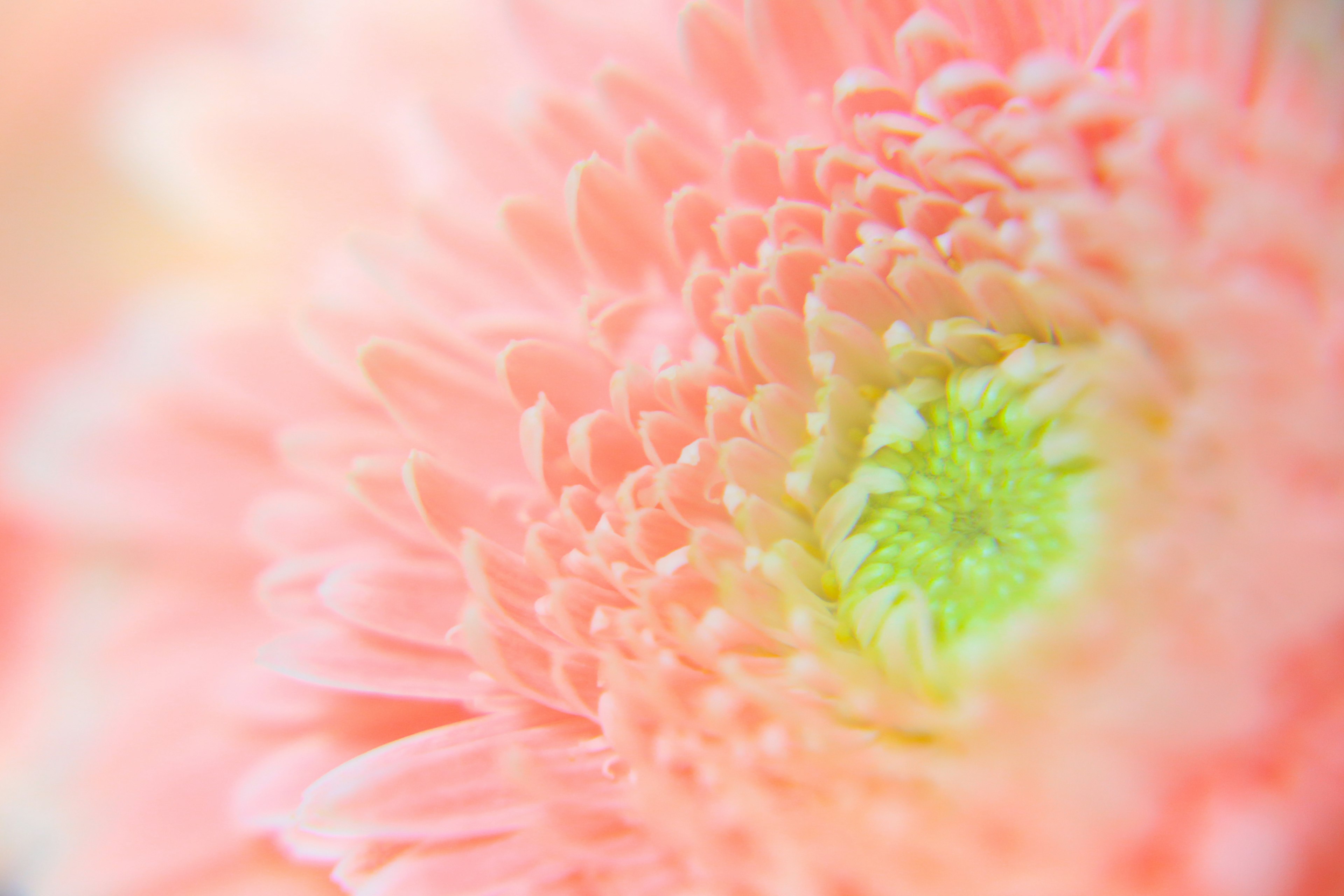 Close-up of a soft pink flower with a vibrant green center