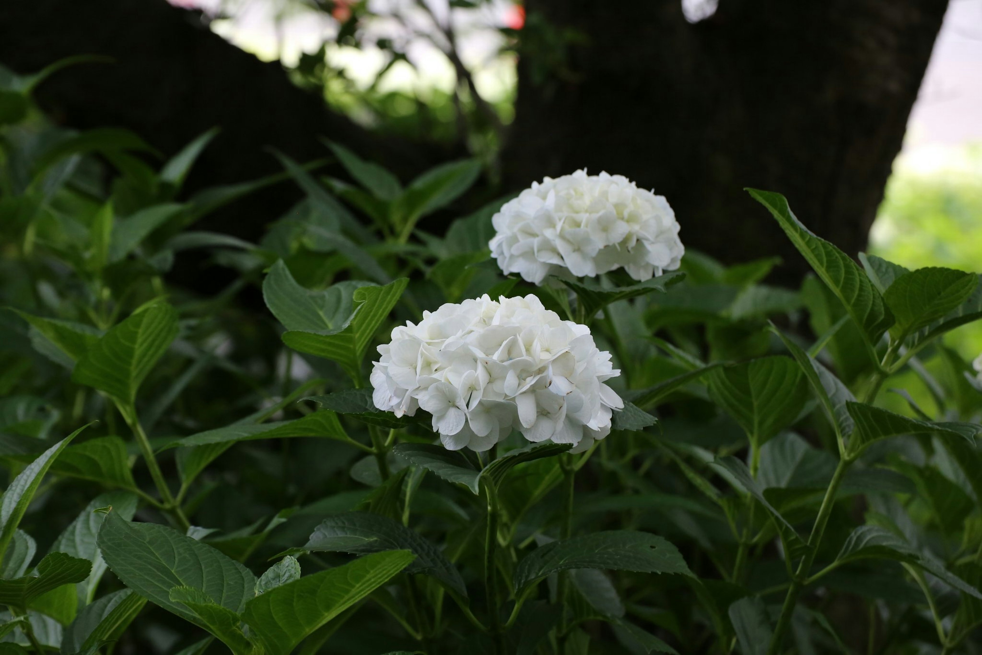 Due fiori bianchi circondati da foglie verdi