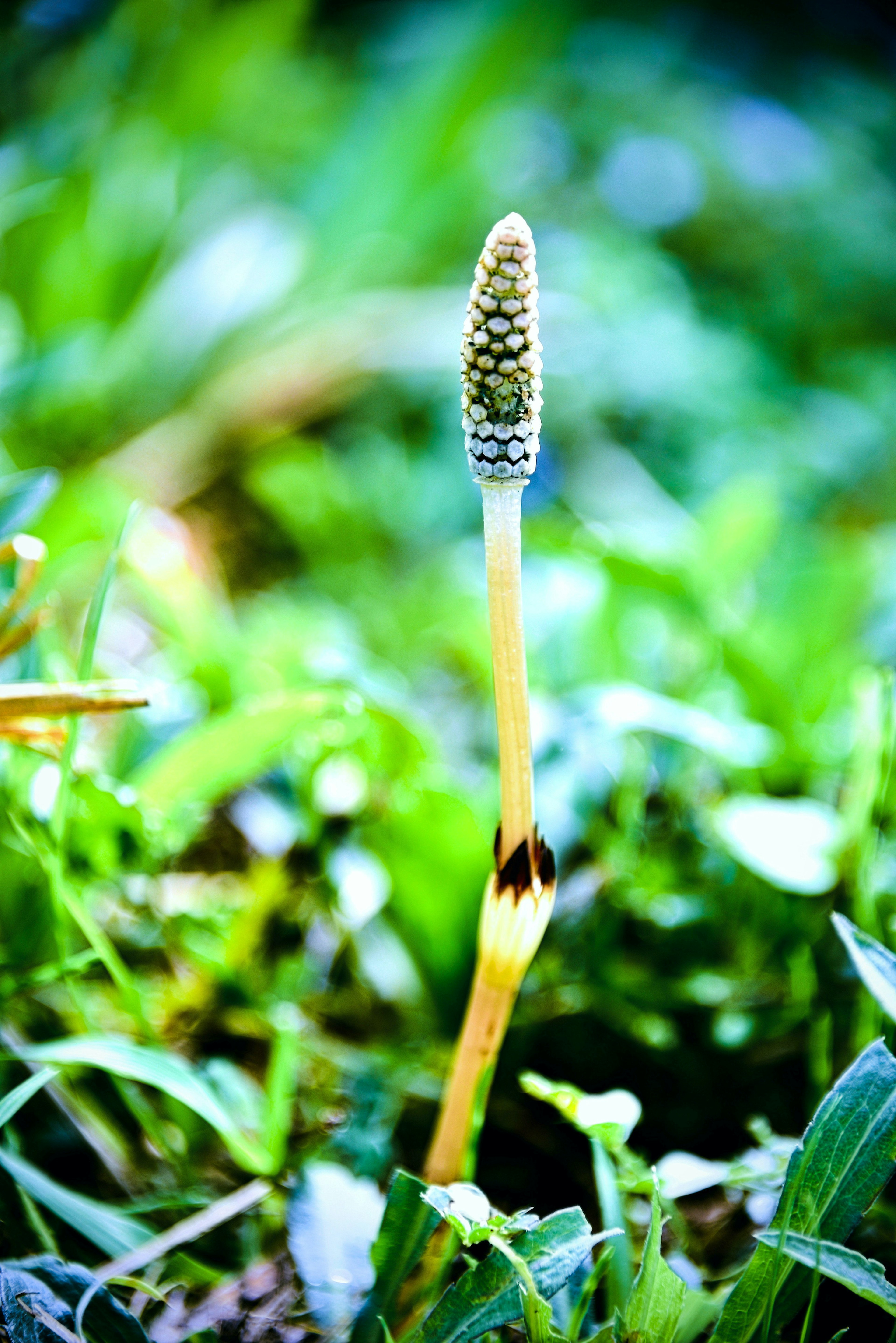 A horsetail plant shoot standing among green grass