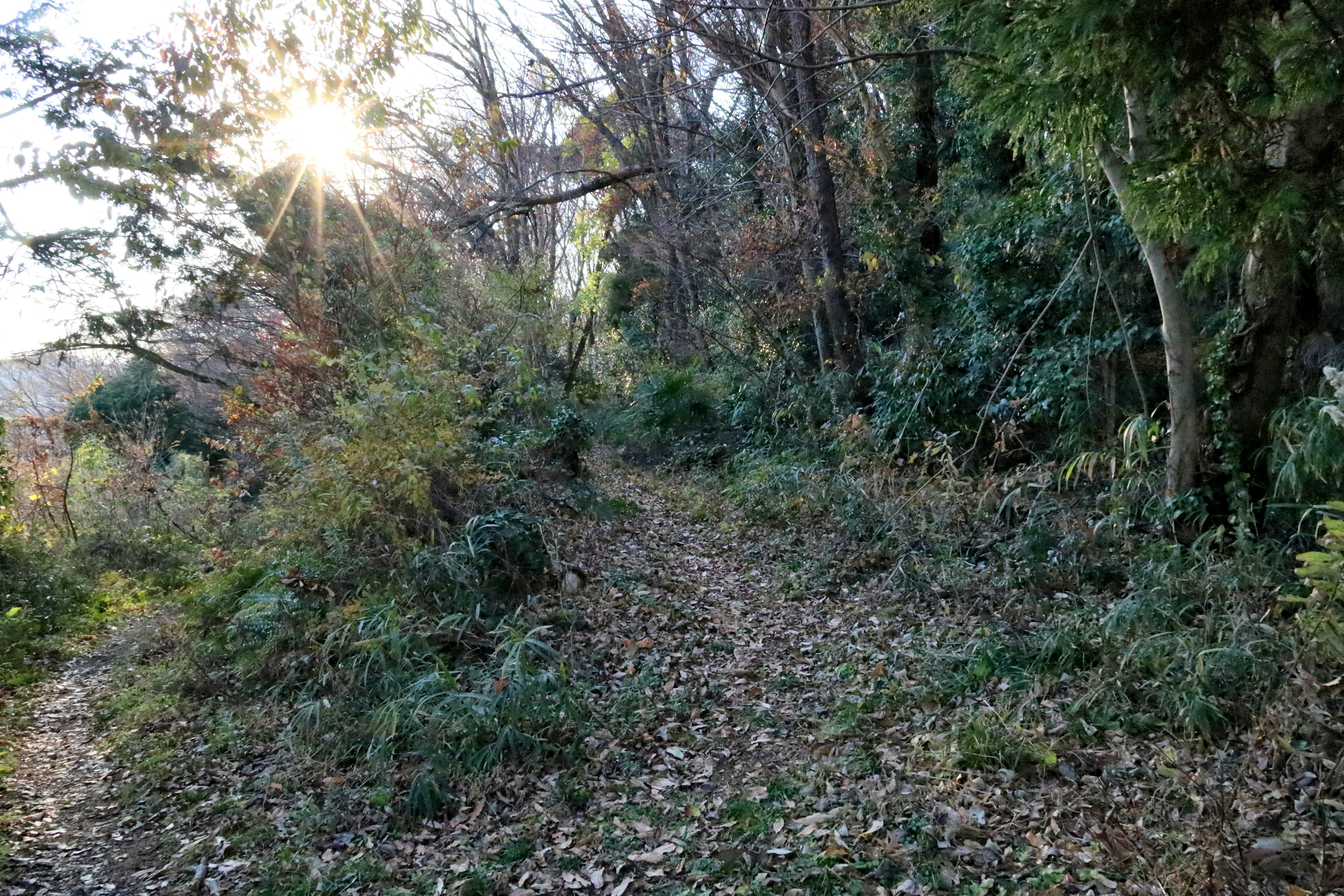 Sendero forestal de otoño con hojas caídas y luz solar filtrándose entre los árboles