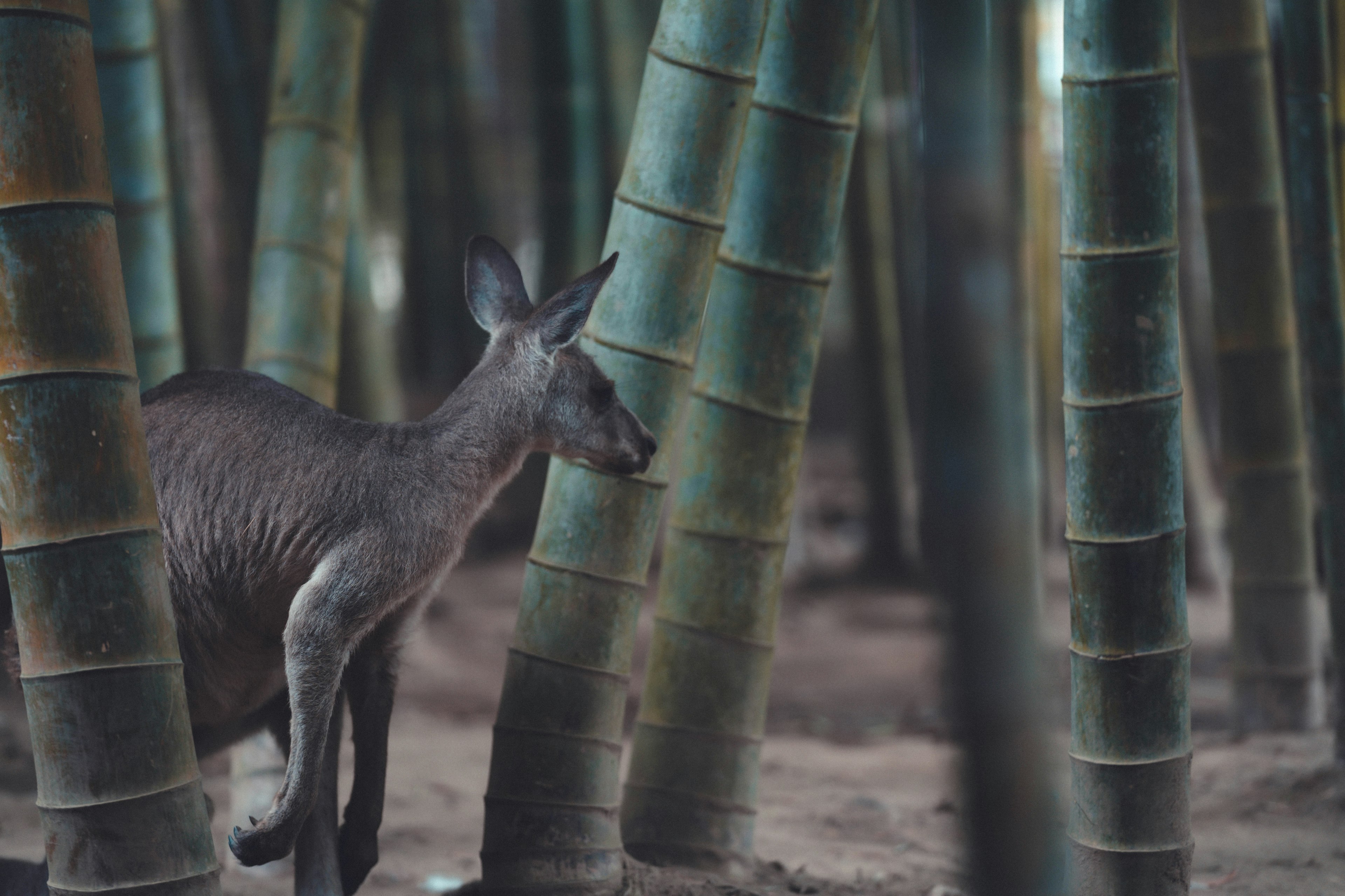 Kangaroo đứng giữa những cây tre cao