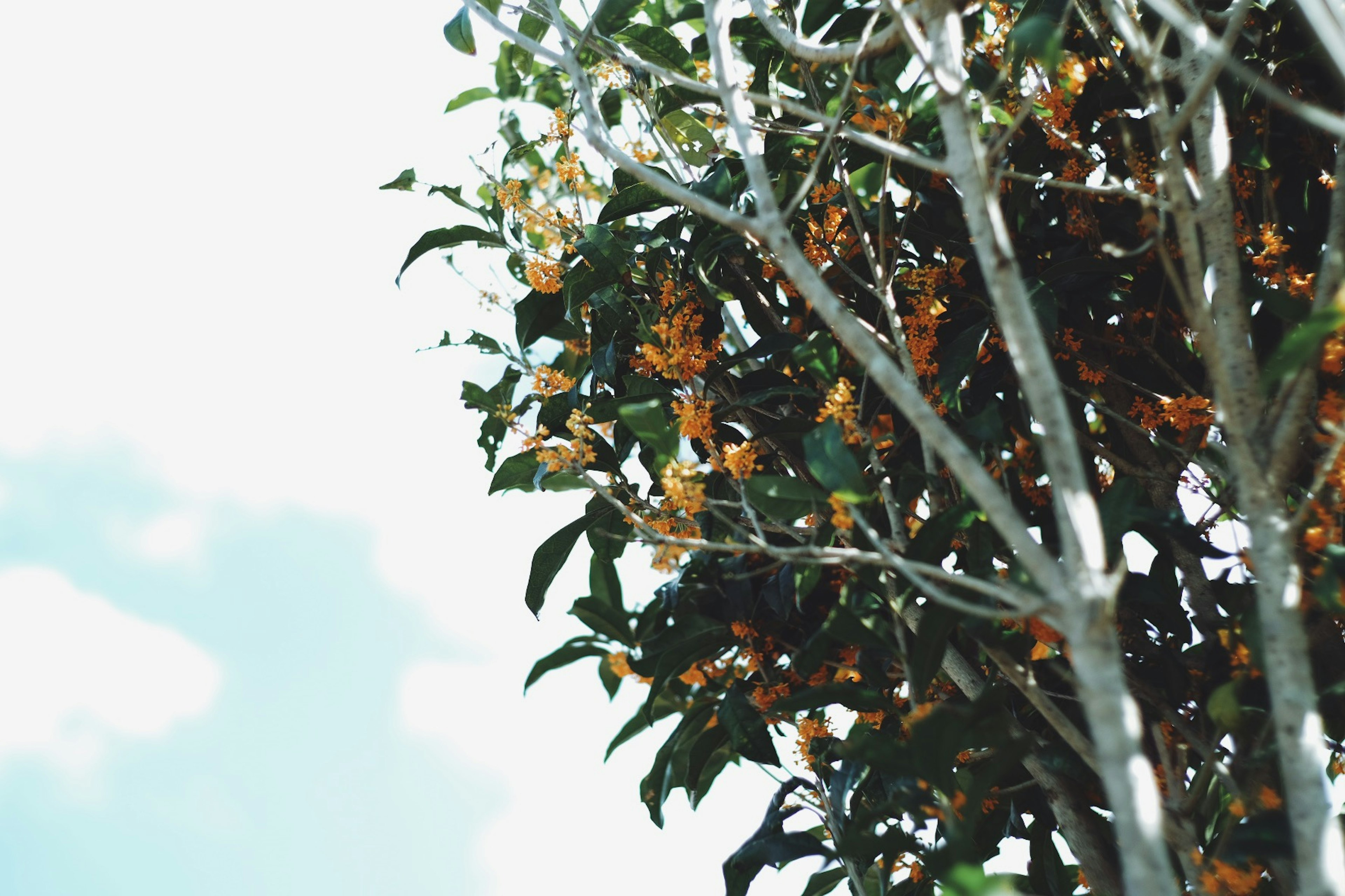 Äste eines Baumes mit orangefarbenen Blumen unter einem blauen Himmel